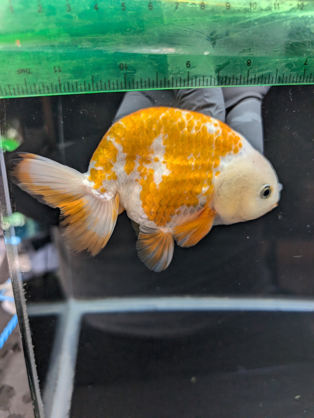 Thai Jumbo Ranchu  *Special Color Calico 4"-4.5" in. ID#807R9A-002 Please See Notes.