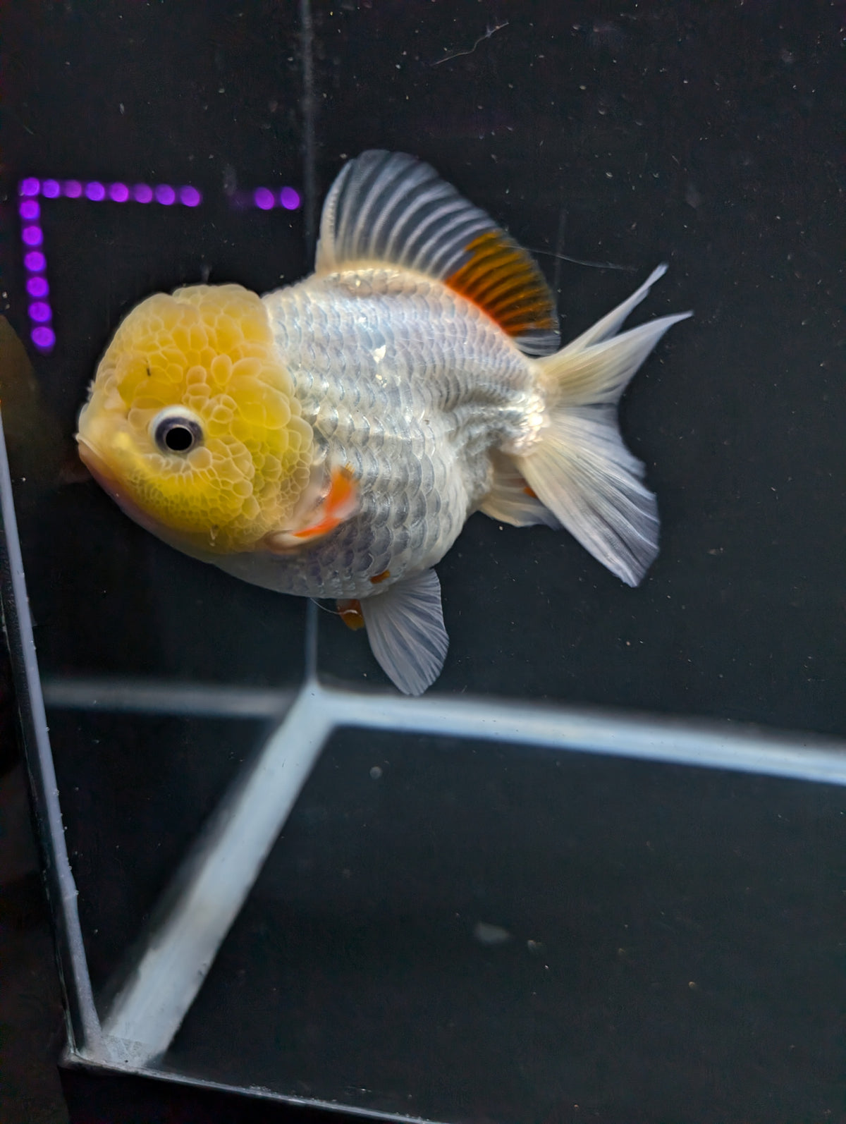Jumbo Oranda Yuan Bao / Shogun Lemon Head Red White   4.5"-5"in. ID#1016YB13A-011