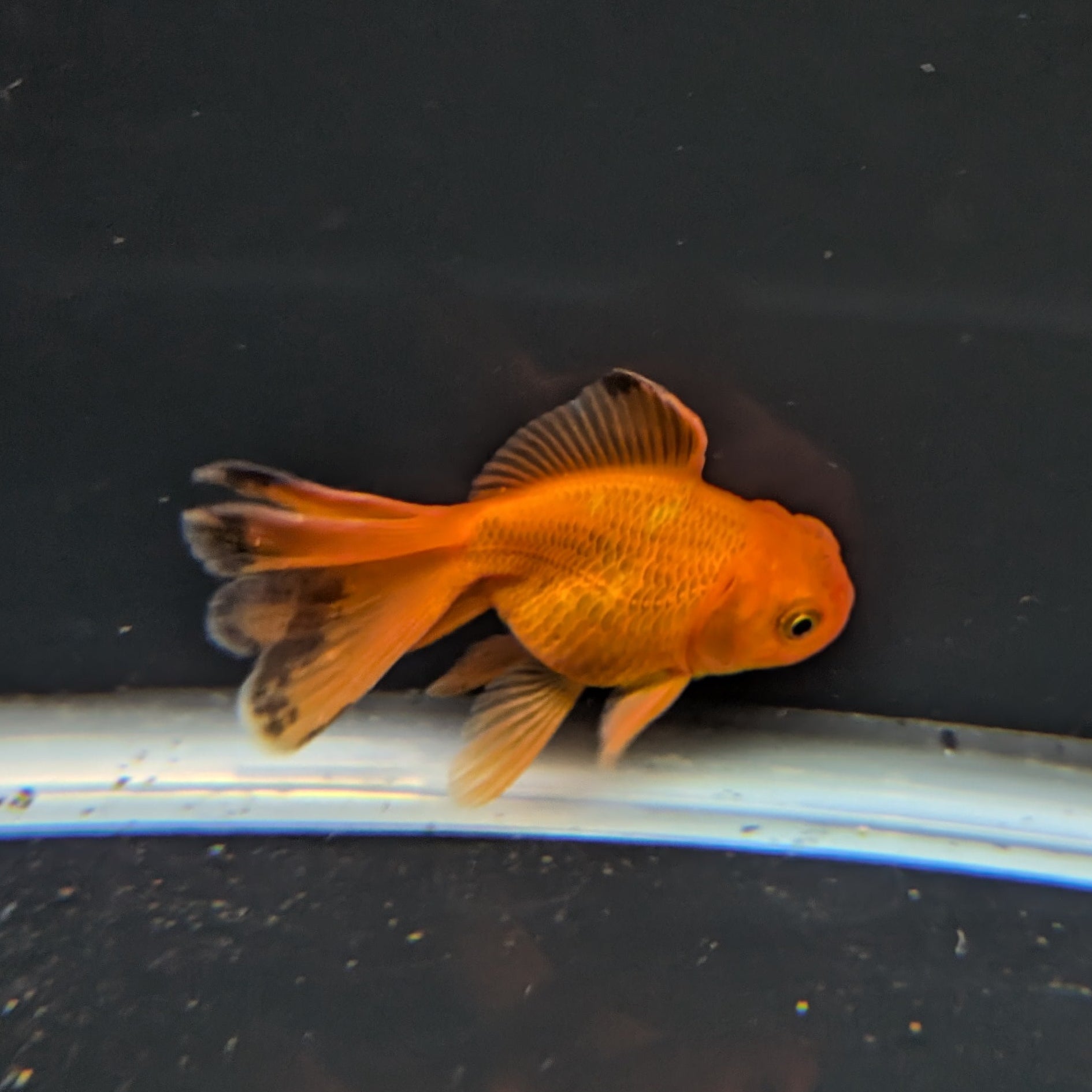 Juvenile Oranda Red Black 3"-3.5"in.  ID#522T1A-005