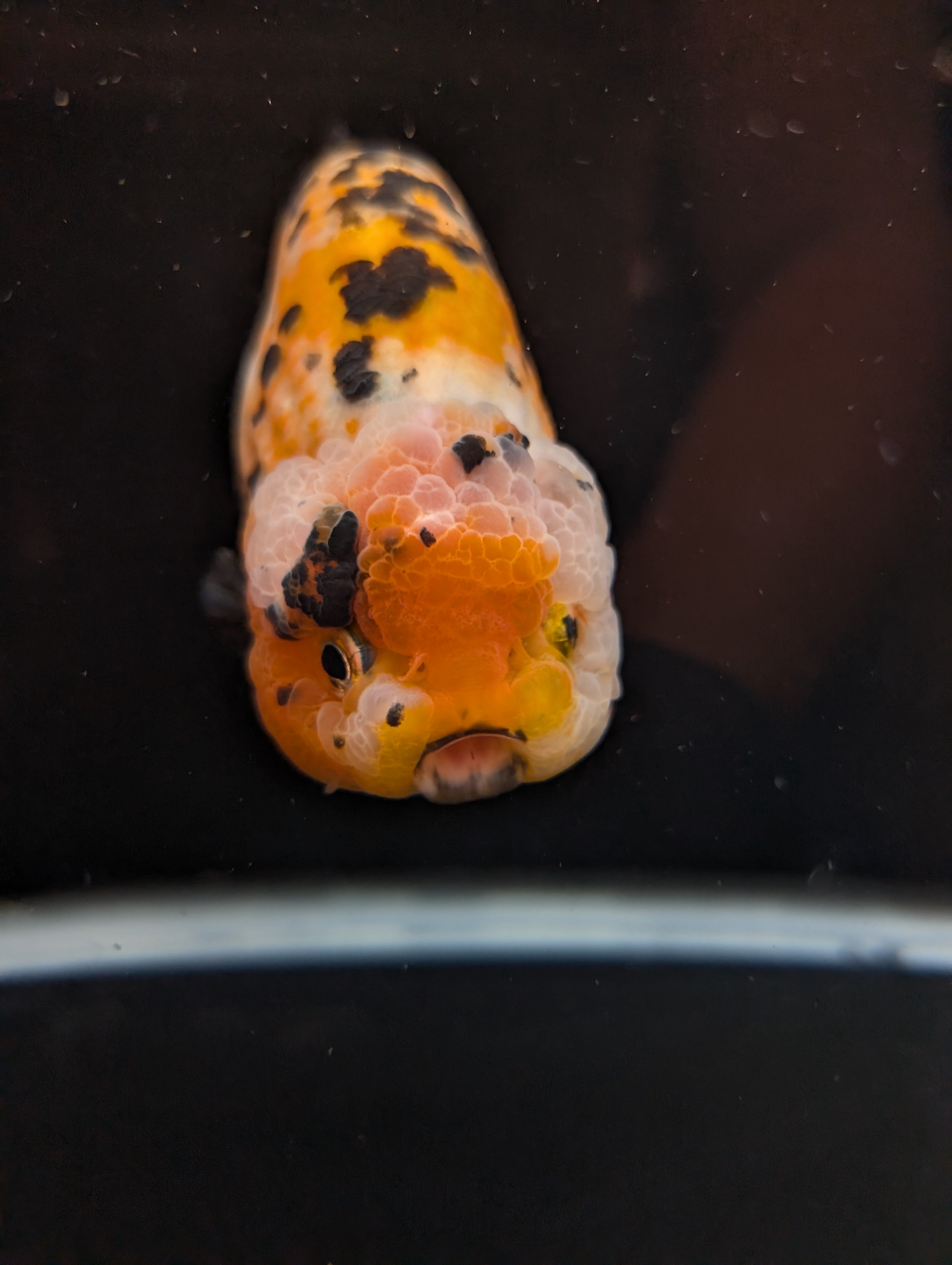 Jumbo Ranchu Calico 4.5"-5" in. ID#821R8A-033