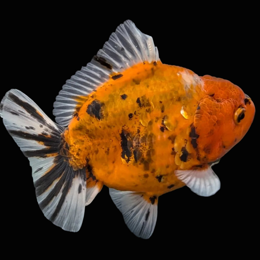 Jumbo Oranda Yuan Bao Calico   4"-4.5"in. ID#807SB13A-001