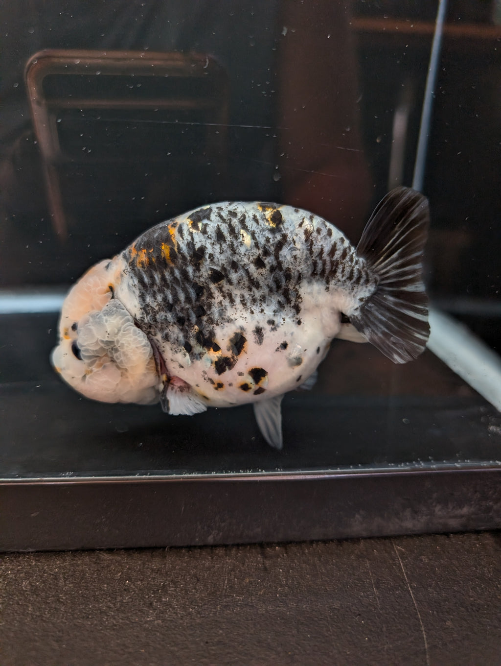 Jumbo Ranchu Kirin Calico 4.5"-5" in. ID#814R8A-024