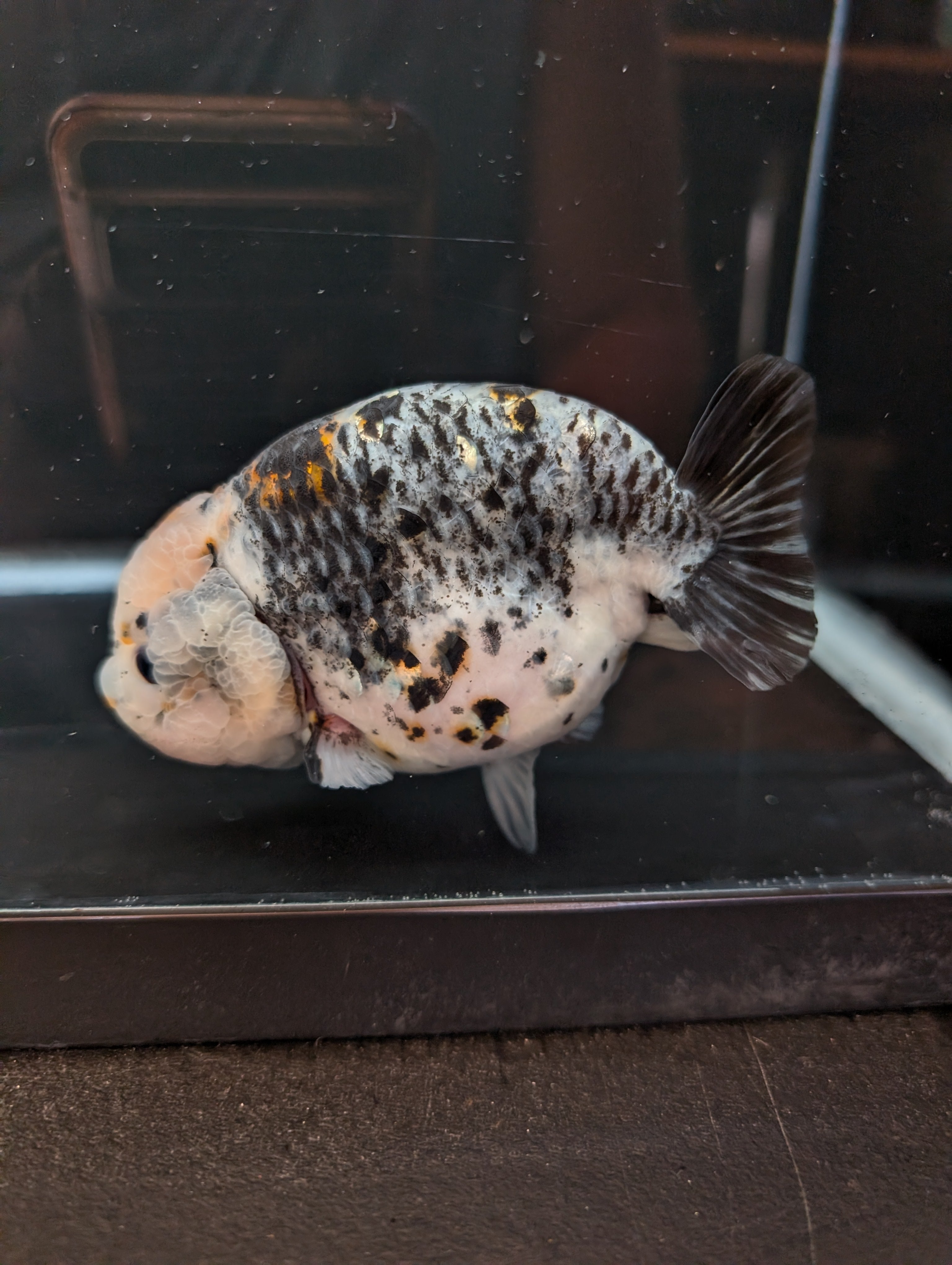 Jumbo Ranchu Kirin Calico 4.5"-5" in. ID#814R8A-024