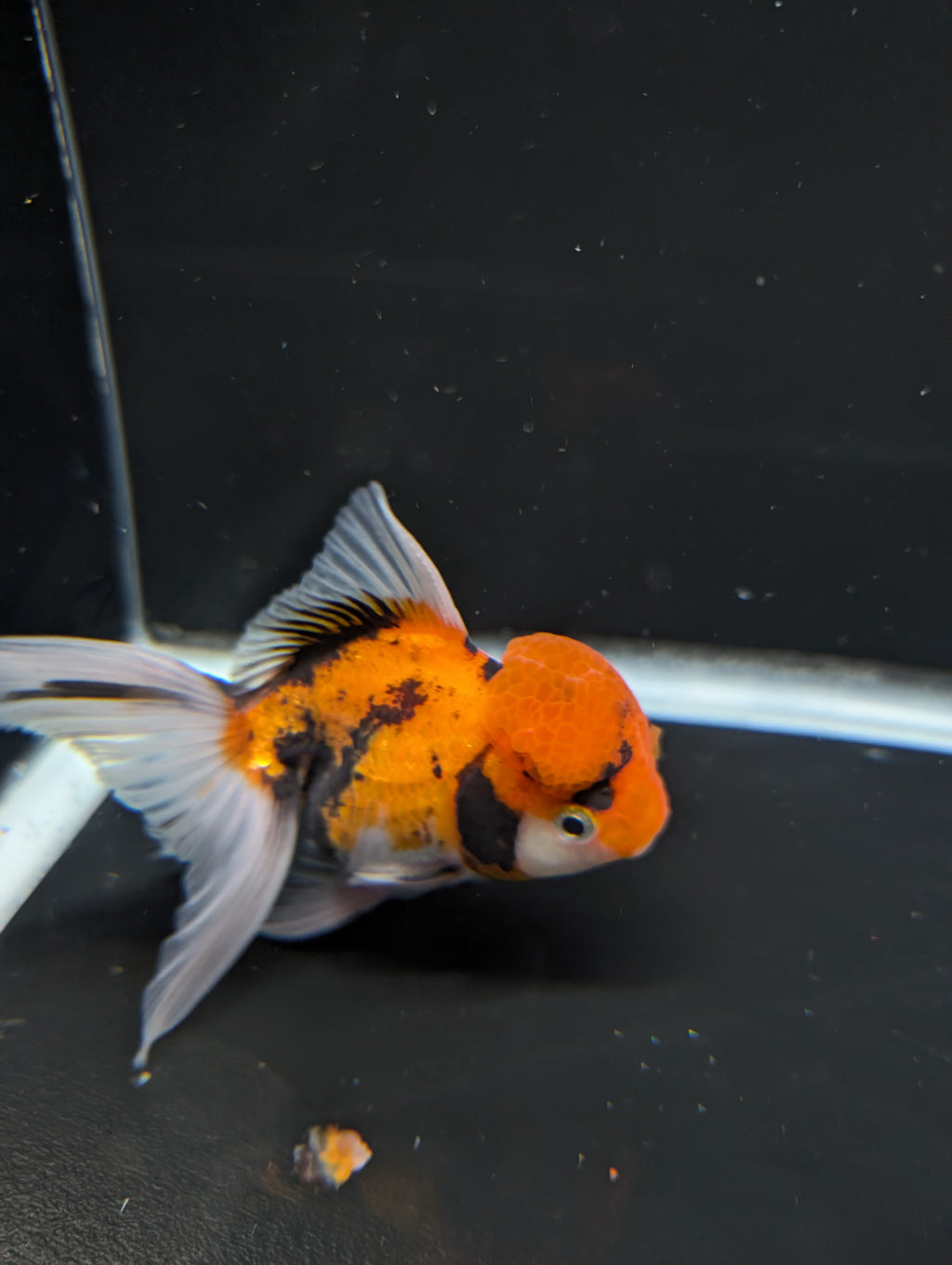 Thai Oranda Tricolor 4"-4.5"in.  ID#1023T1A-025