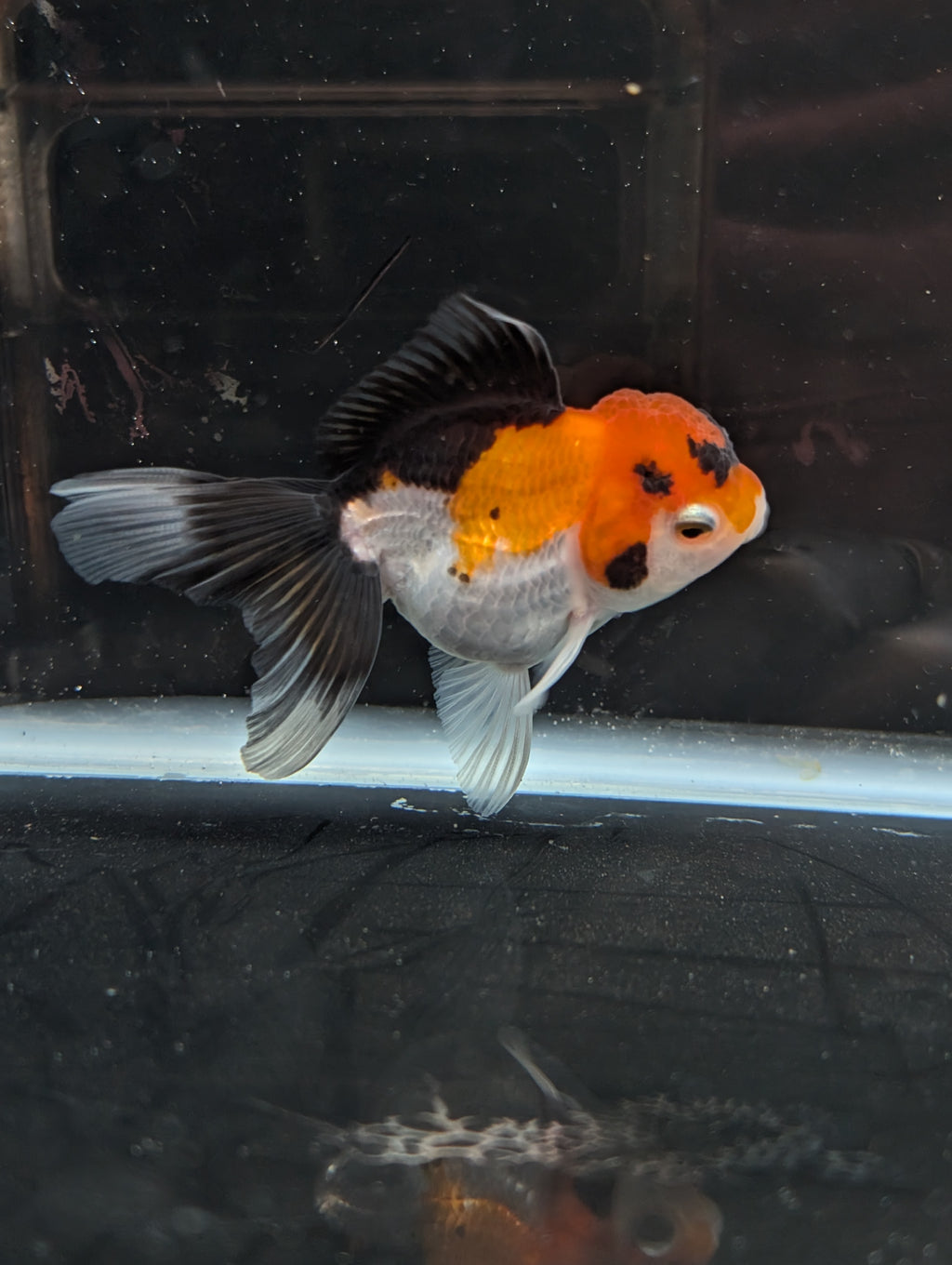 Juvenile Oranda Tricolor 3.5"-4" in.  ID#410T8A-017