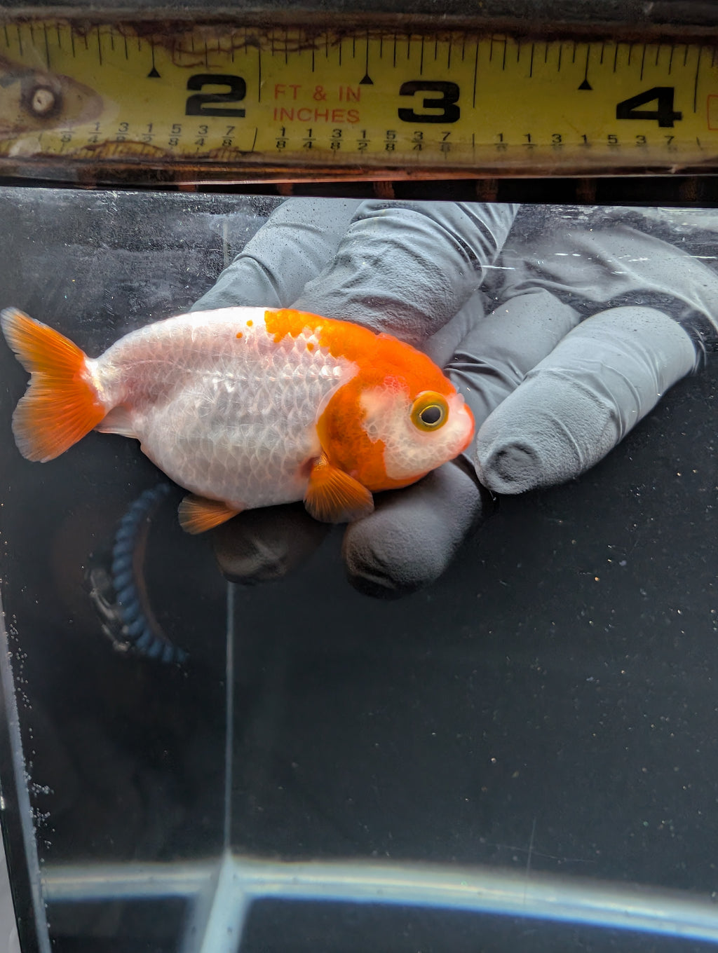 Baby Ranchu Red White 2.5"-3" in. ID#605R4A-073