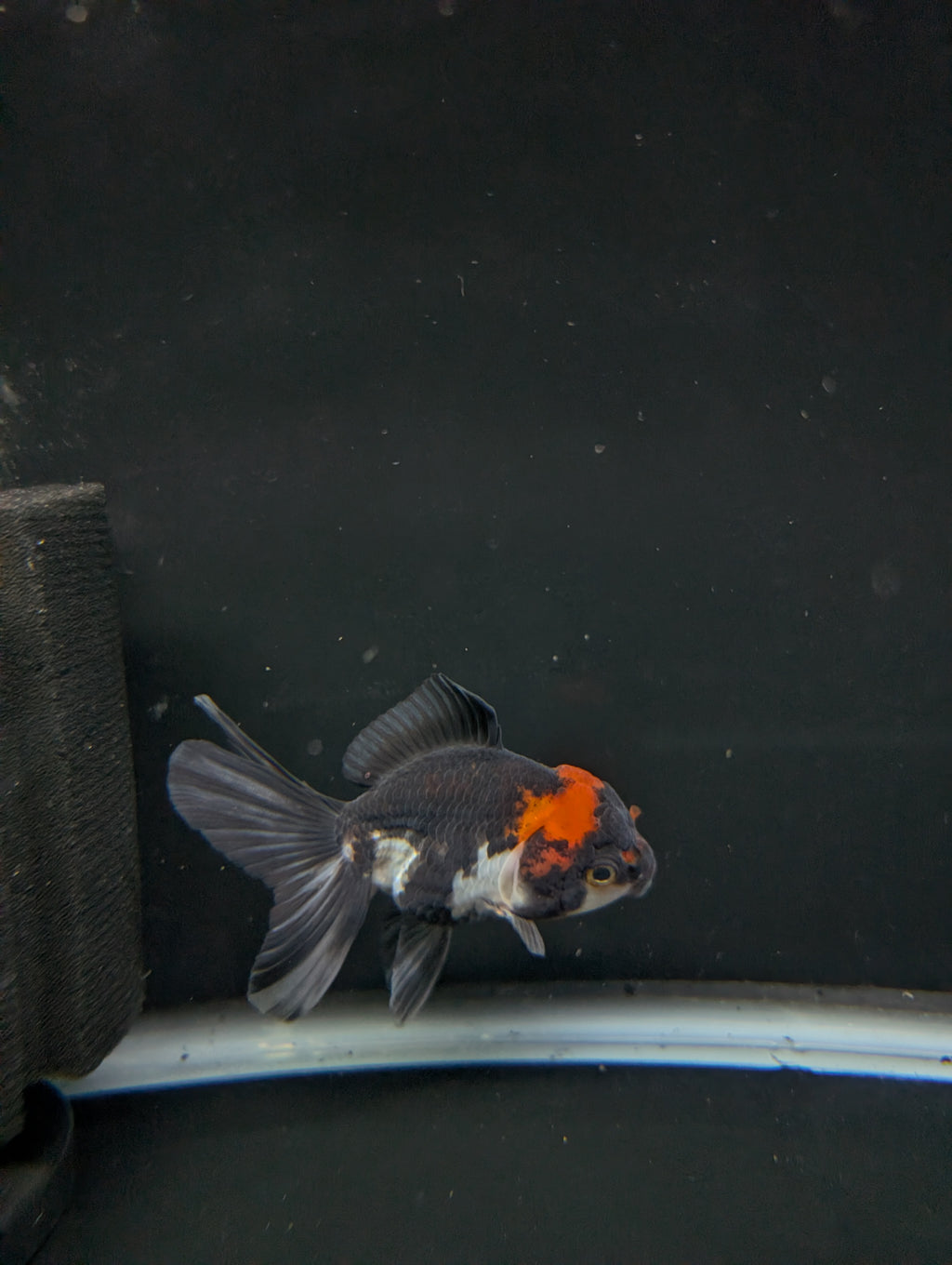 Juvenile Oranda Tricolor 3.5"-4" in.  ID#501T2A-006