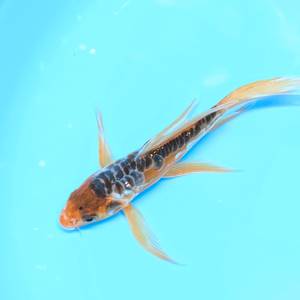Aragoke Ochiba Butterfly Koi  5"-6" in. ID#727BFK-008