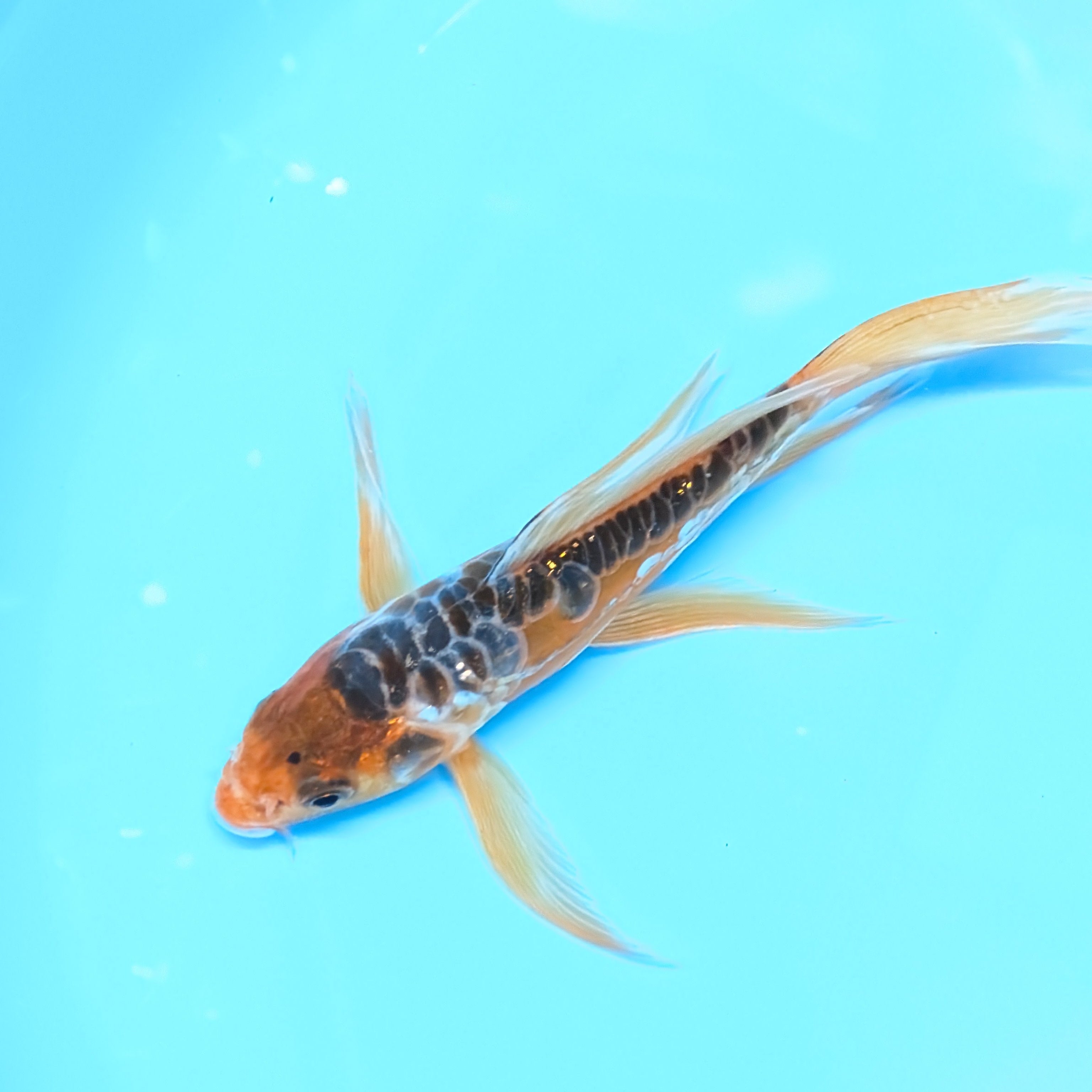 Aragoke Ochiba Butterfly Koi  5"-6" in. ID#727BFK-008