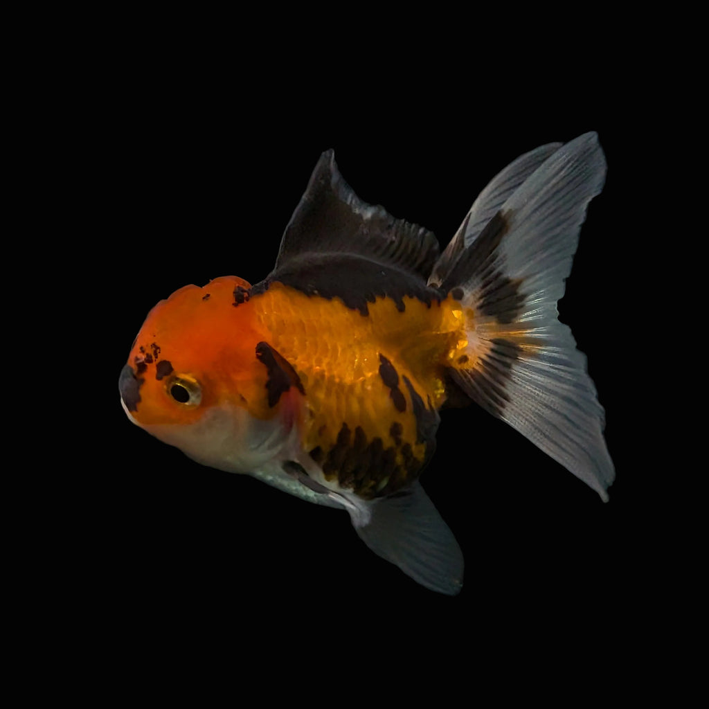 Thai Juvenile Oranda Tricolor 3"-3.5" in.  ID#626T1A-008