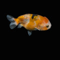 Ranchu Calico 3"-3.5" in. ID#501R13A-029