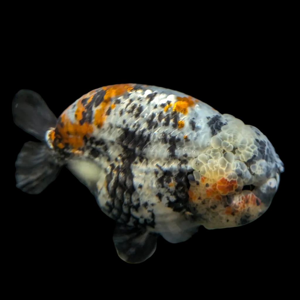 Jumbo Ranchu AA Grade *Special Color Tiger Granite Calico 5.5"-6" in. ID#116R4B-09