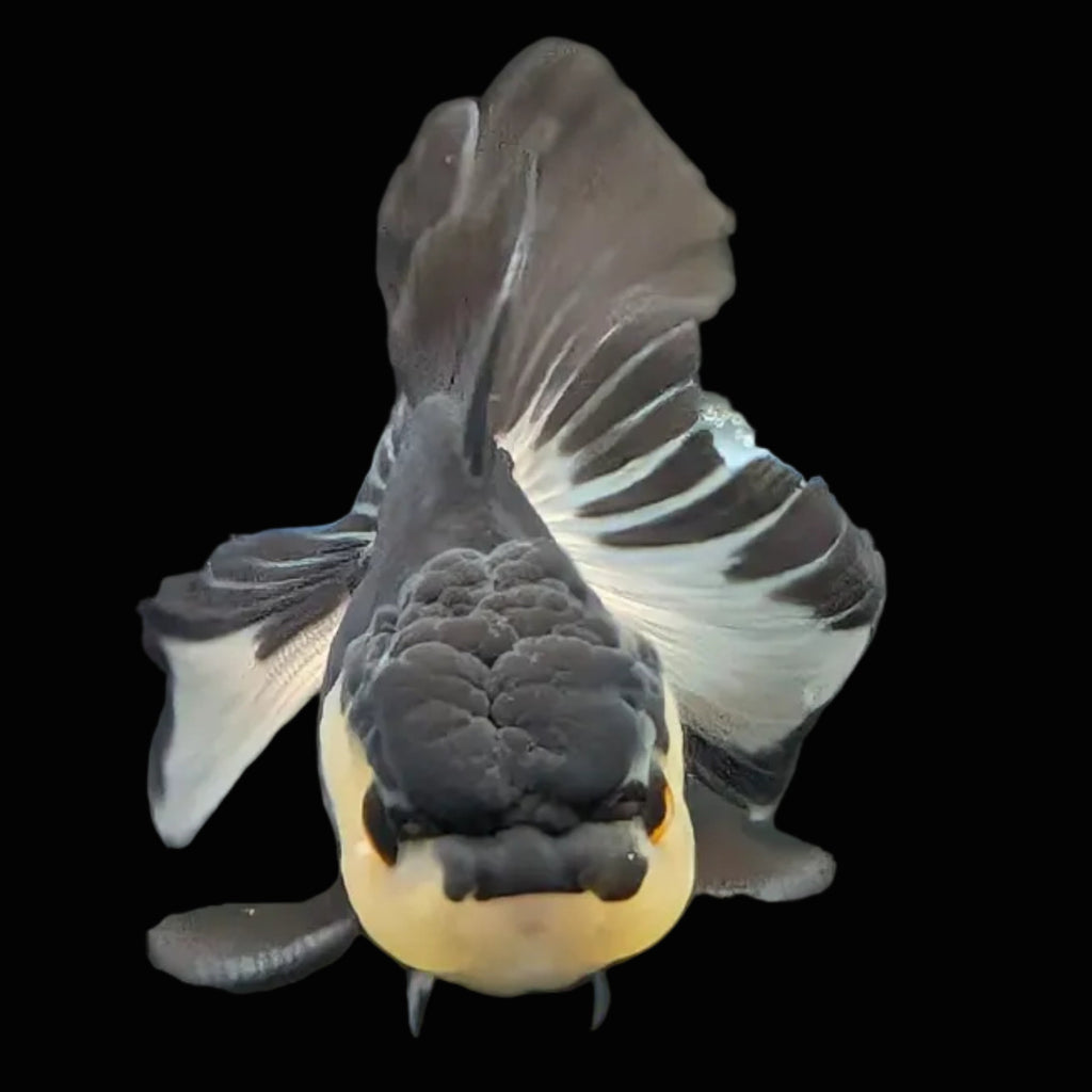 Thai Juvenile Oranda Panda 3.5"-4"in.  ID#731T1A-054