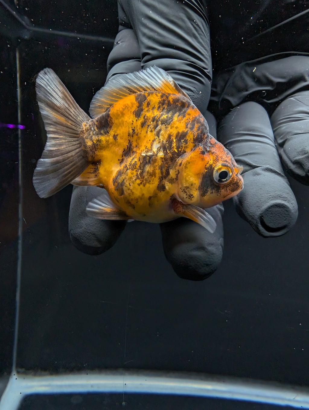 Baby Thai Shogun Oranda Tiger Calico 2"-2.5" in. ID#1016BSG11A-005