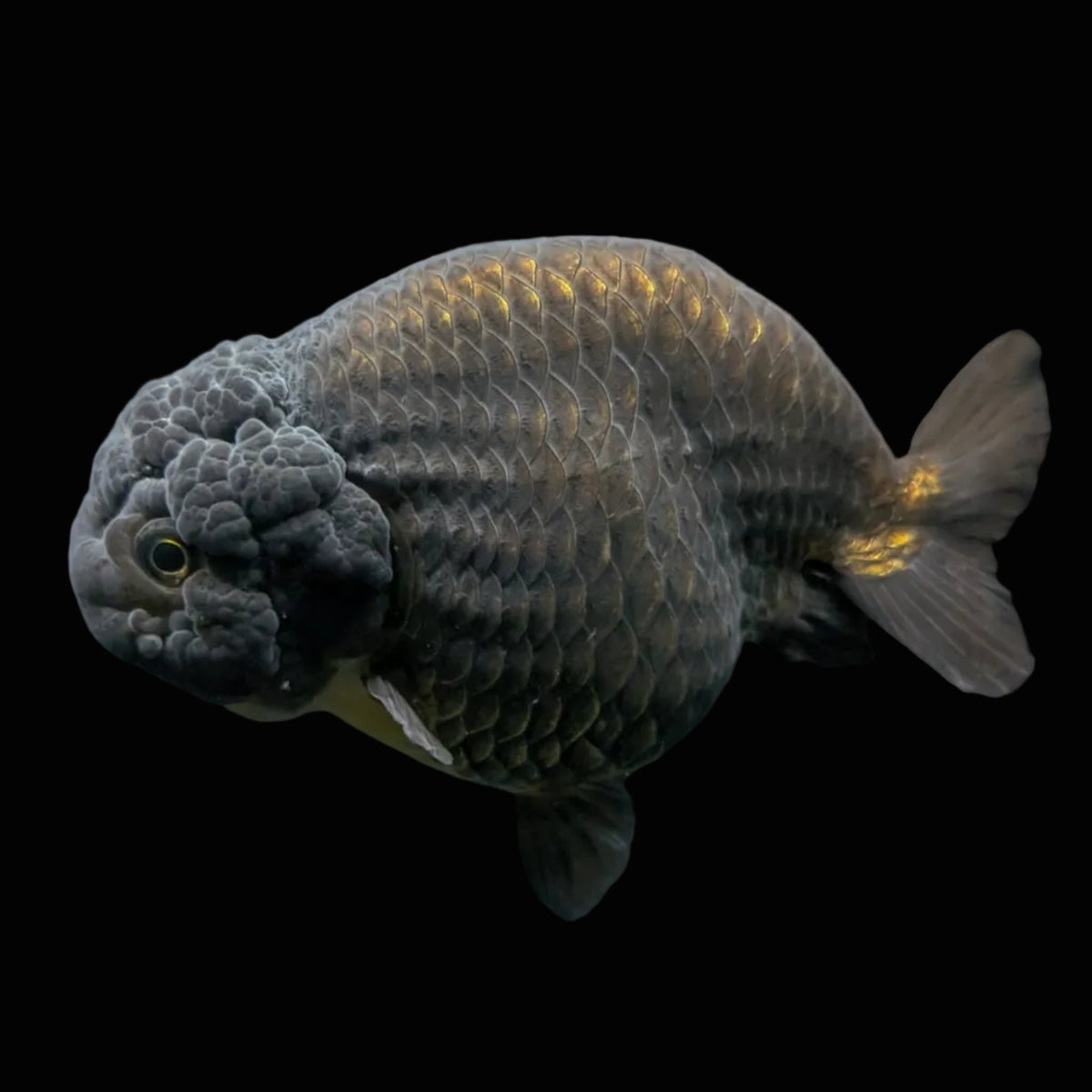 Jumbo Ranchu Black / Bronze 4"-4.5" in. ID#904R8A-006