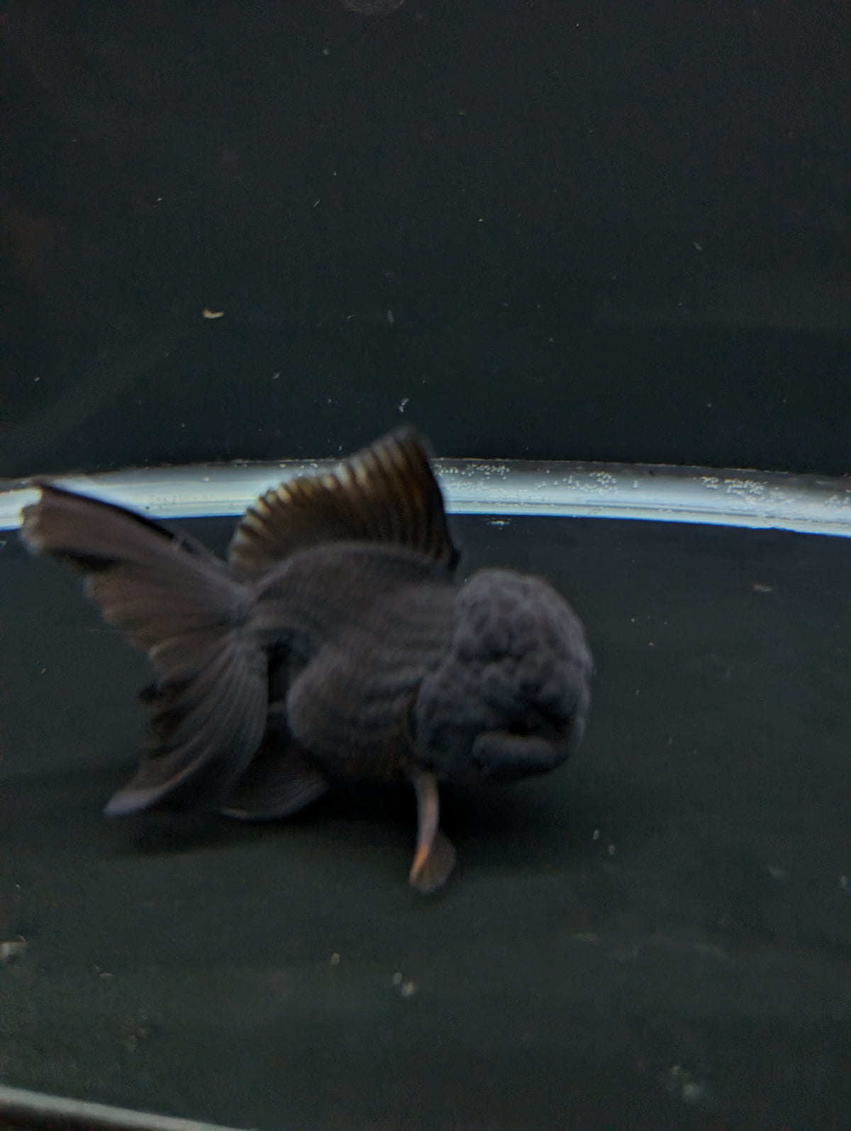Thai Oranda Godzilla Black 3.5"-4"in.  ID#1023T1A-028