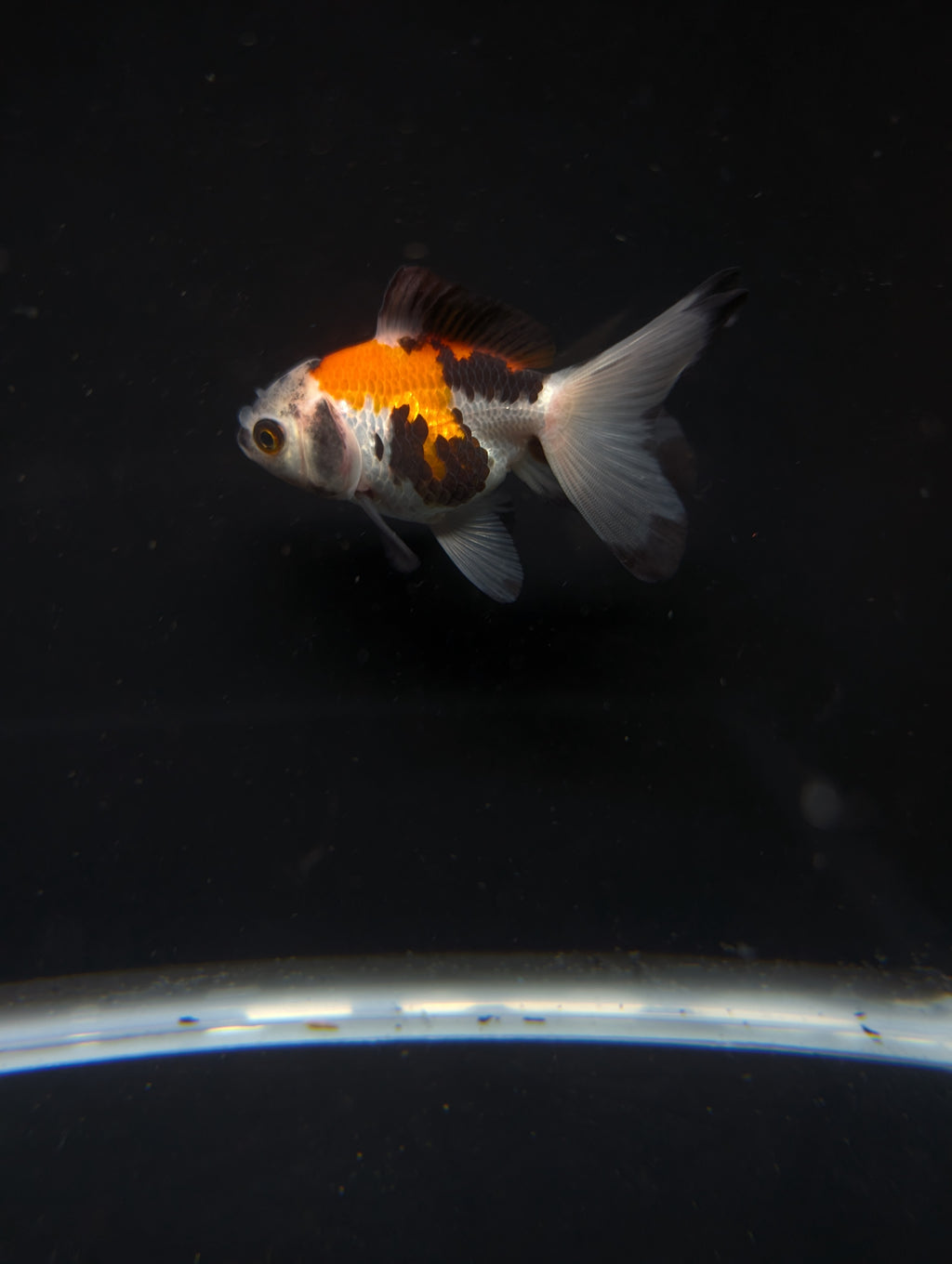 Juvenile Oranda  Tricolor 3"-3.5"in.  ID#619T1A-009