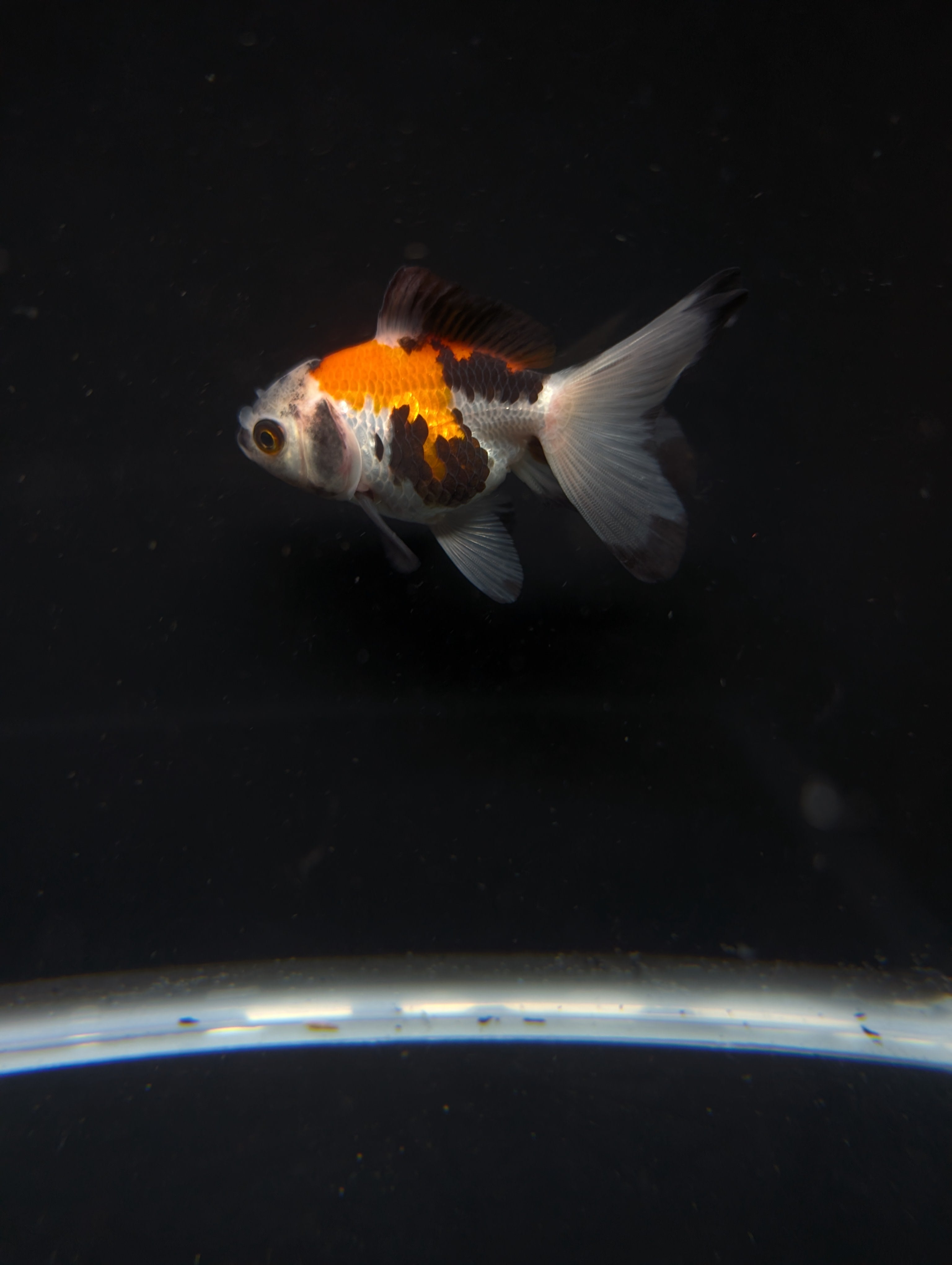 Juvenile Oranda  Tricolor 3"-3.5"in.  ID#619T1A-009