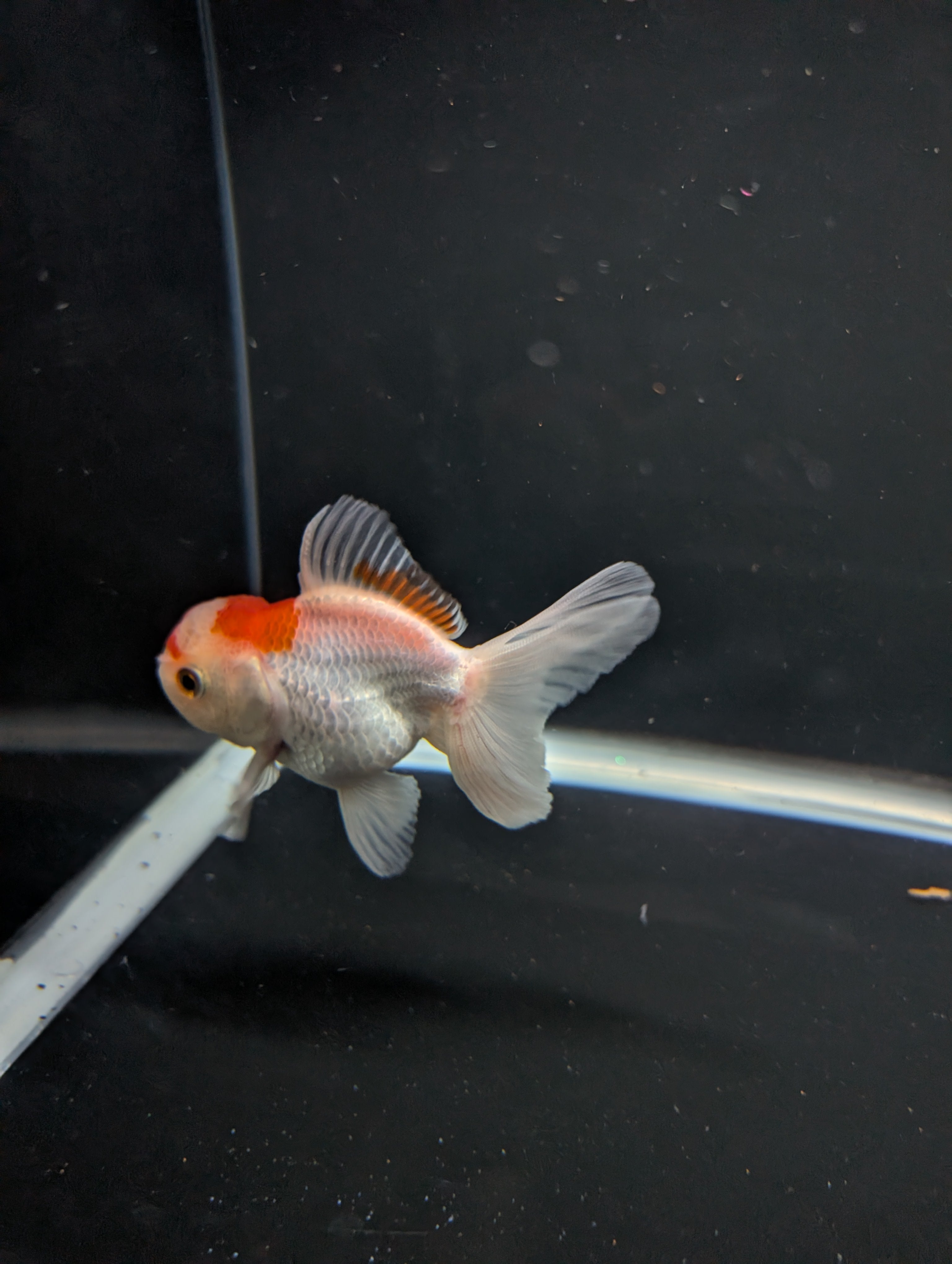 Juvenile Oranda Tricolor 3.5"-4" in.  ID#508T2A-026