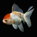 Thai Juvenile Oranda Red White 3"-3.5" in.  ID#724T1A-026