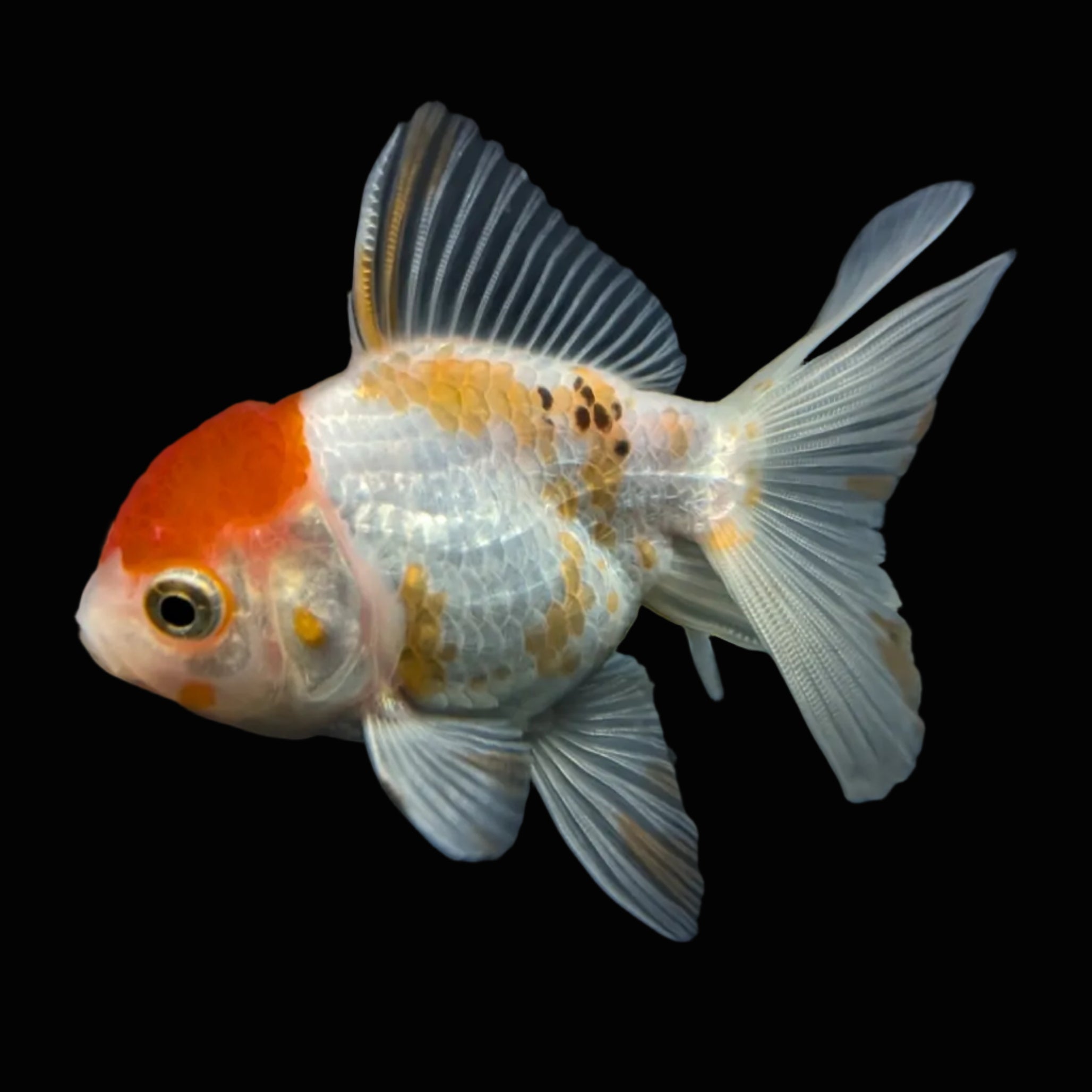 Thai Juvenile Oranda Red White 3"-3.5" in.  ID#724T1A-026