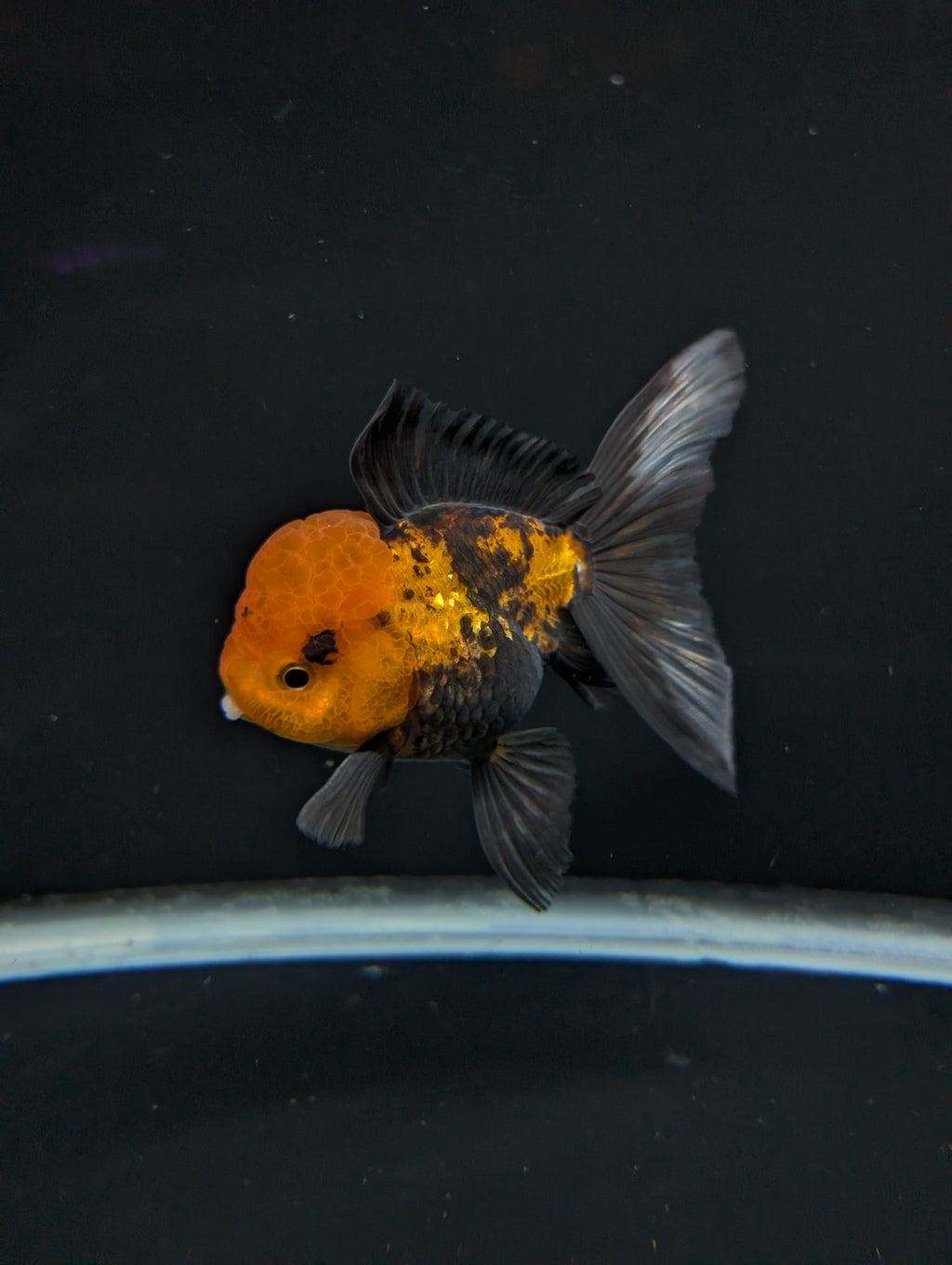 Thai Oranda Tricolor 4"-4.5"in.  ID#1023T1A-027