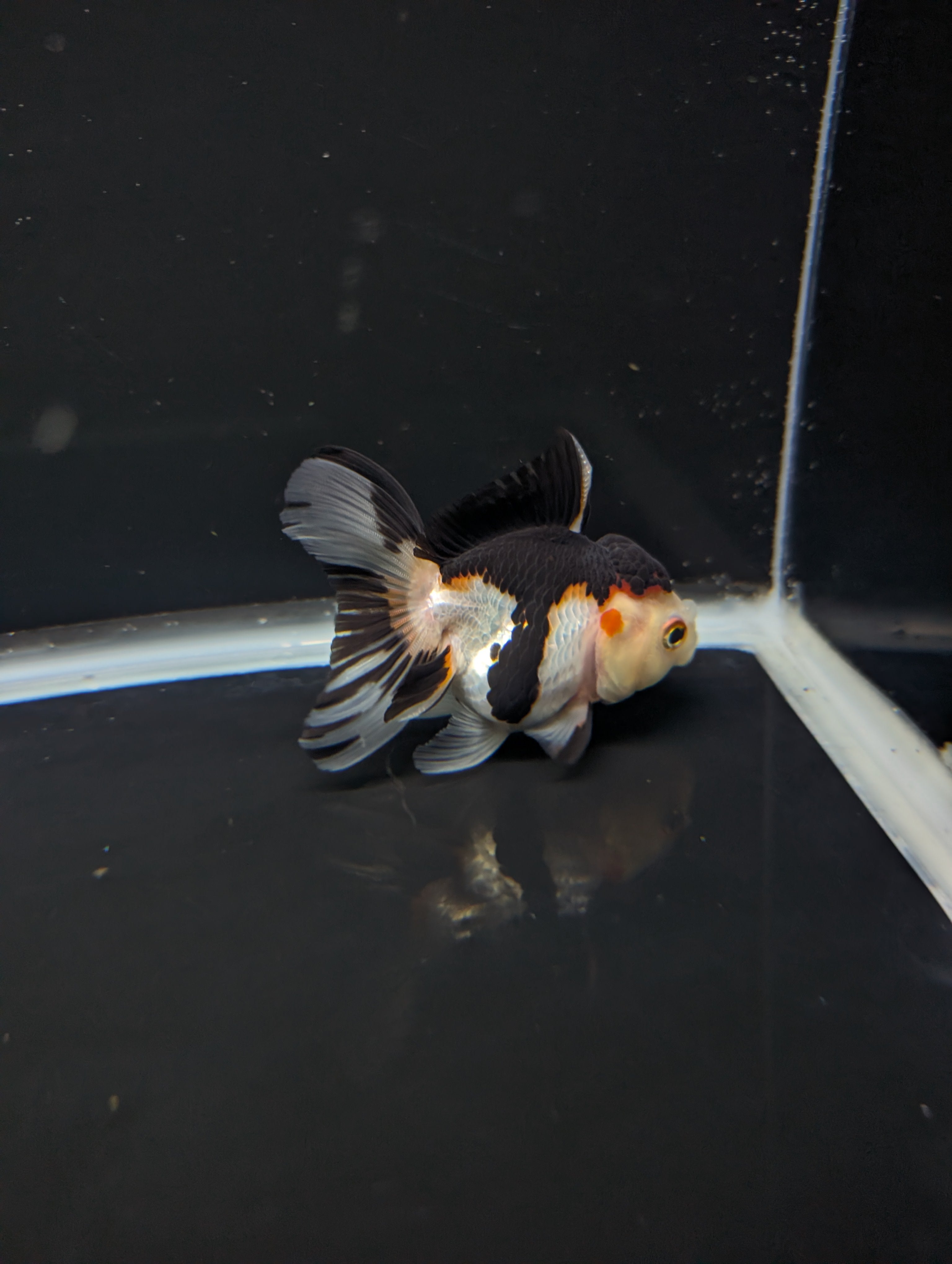 Juvenile Thai Oranda Tricolor Panda 3.5"in.  ID#821T1A-024