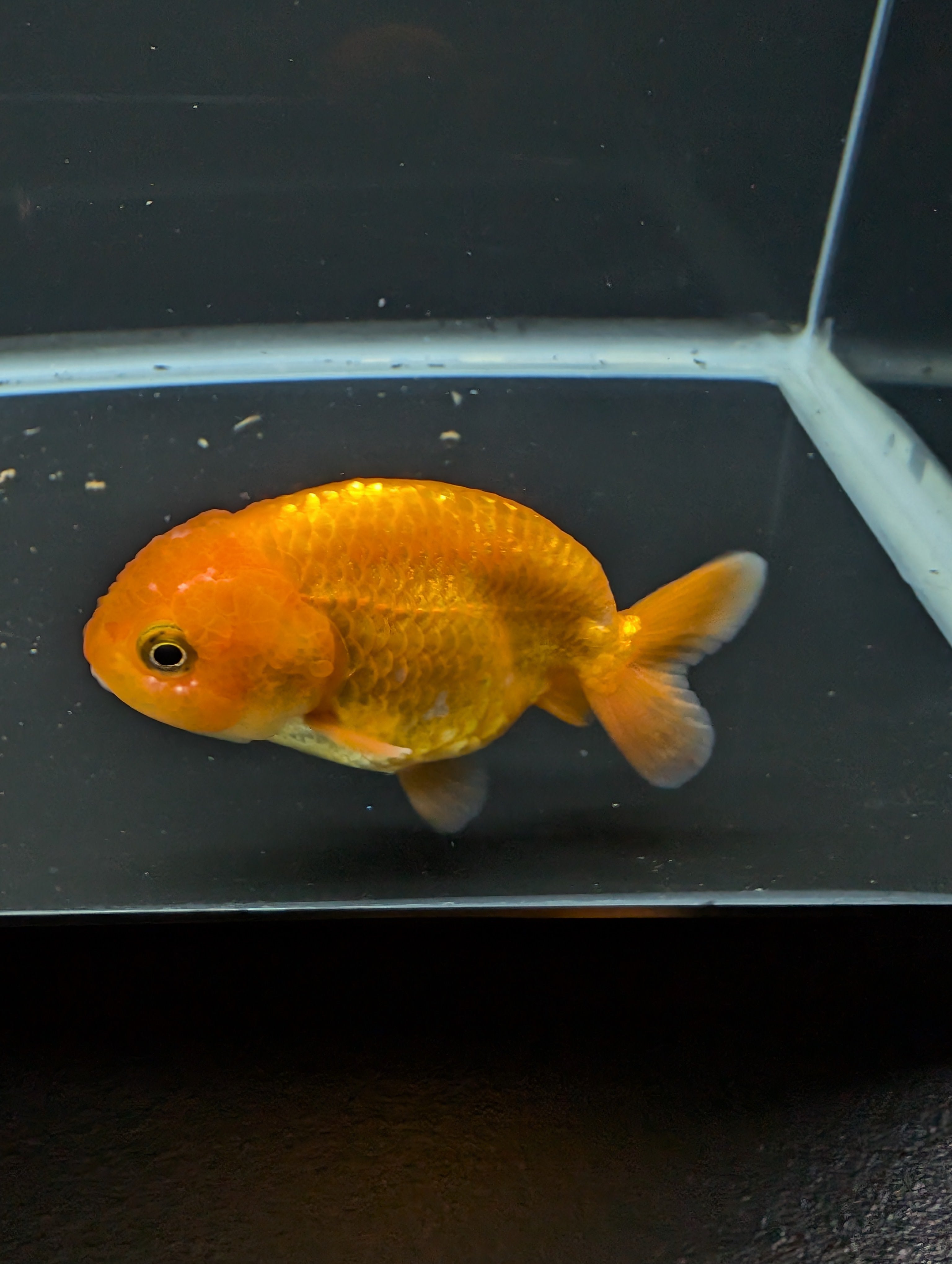 Ranchu Red White 3"-3.5" in. ID#501R13A-021