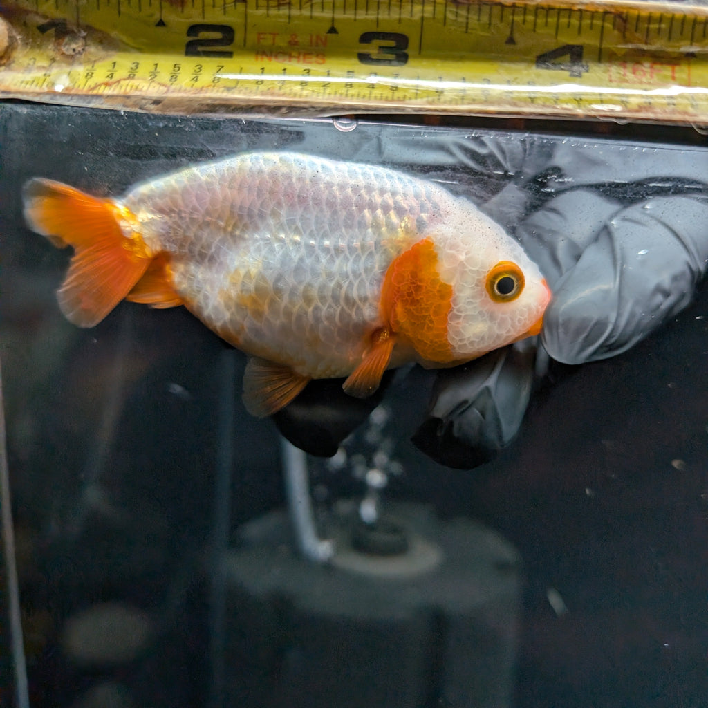 Ranchu Red White 3"-3.5" in. ID#501R13A-022