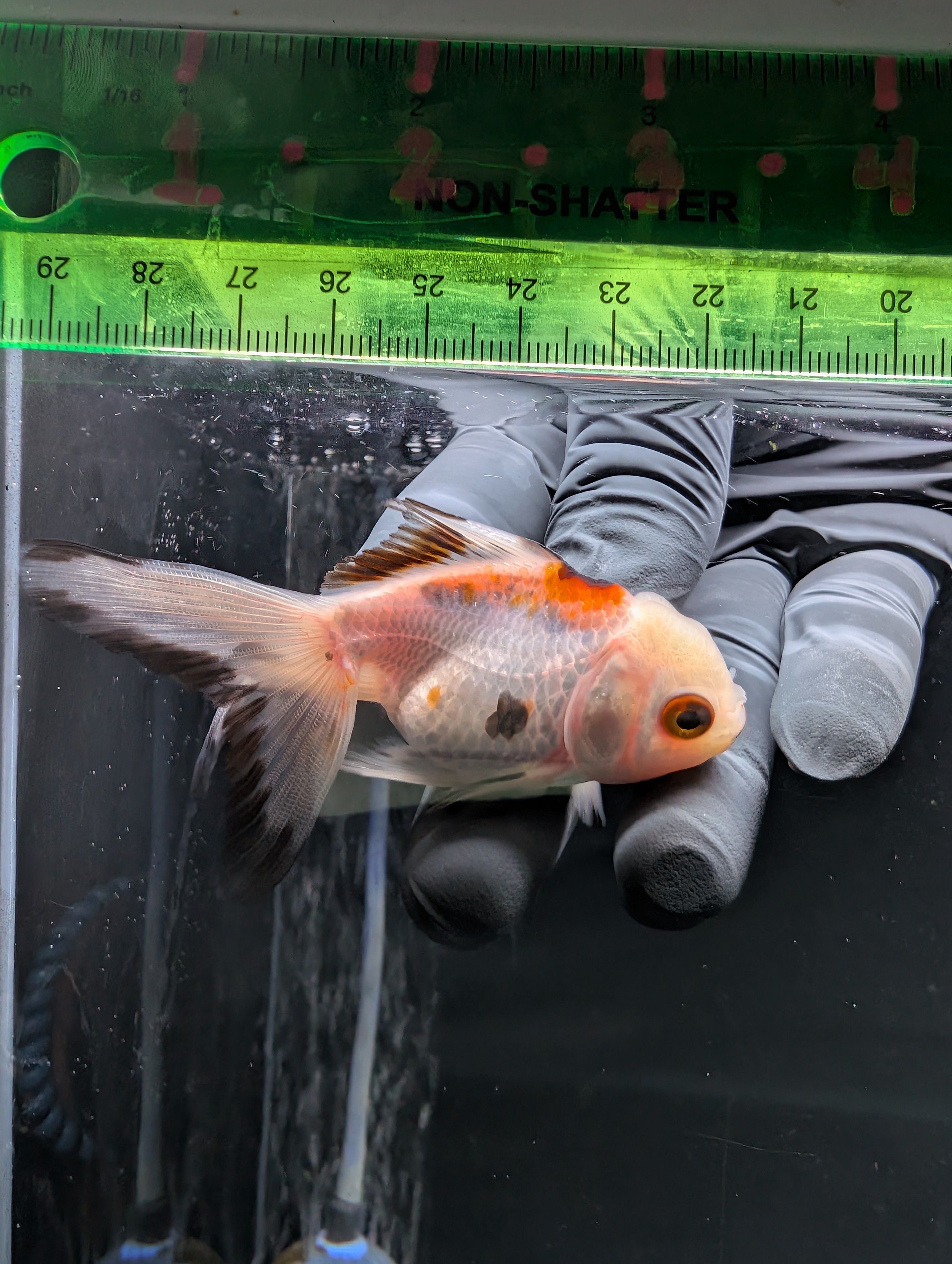 Juvenile Oranda  Tricolor 3"-3.5"in.  ID#619T1A-005