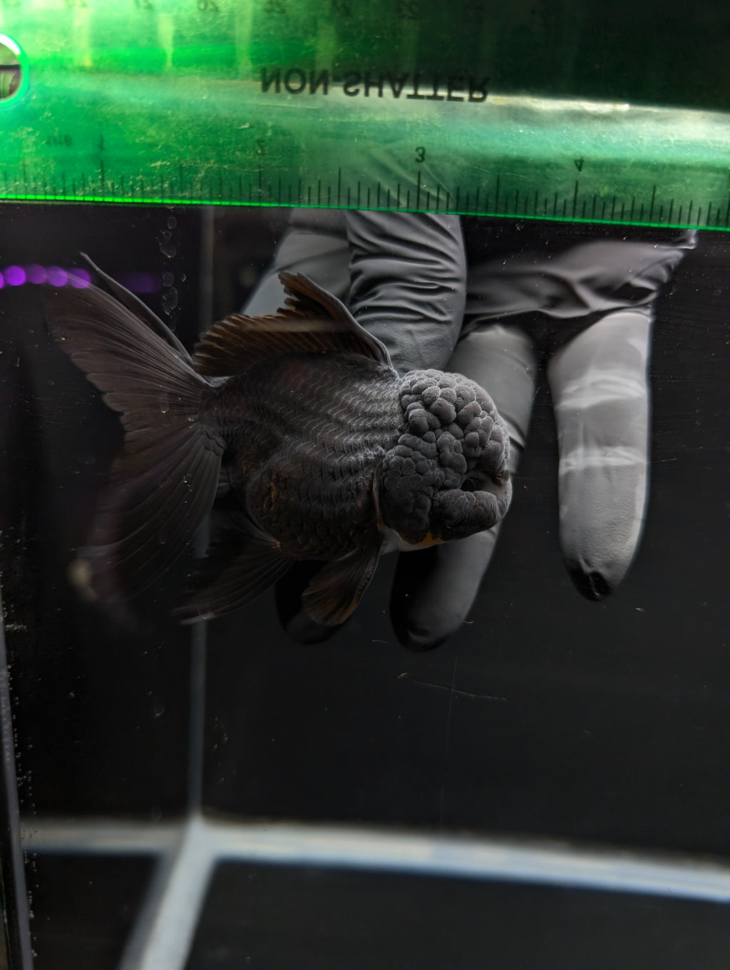Thai Oranda Godzilla Black 3.5"-4"in.  ID#1023T1A-028