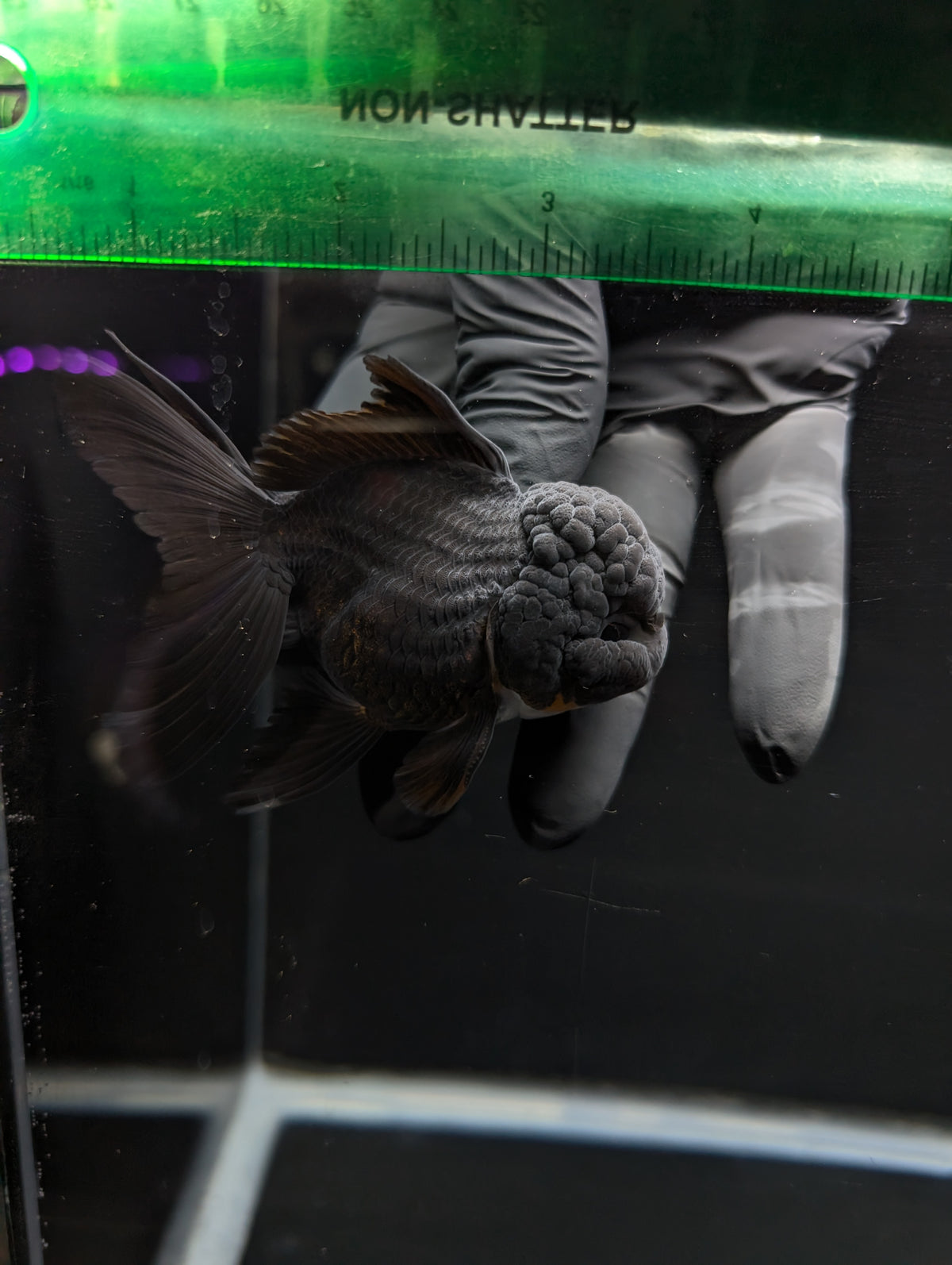 Thai Oranda Godzilla Black 3.5"-4"in.  ID#1023T1A-028