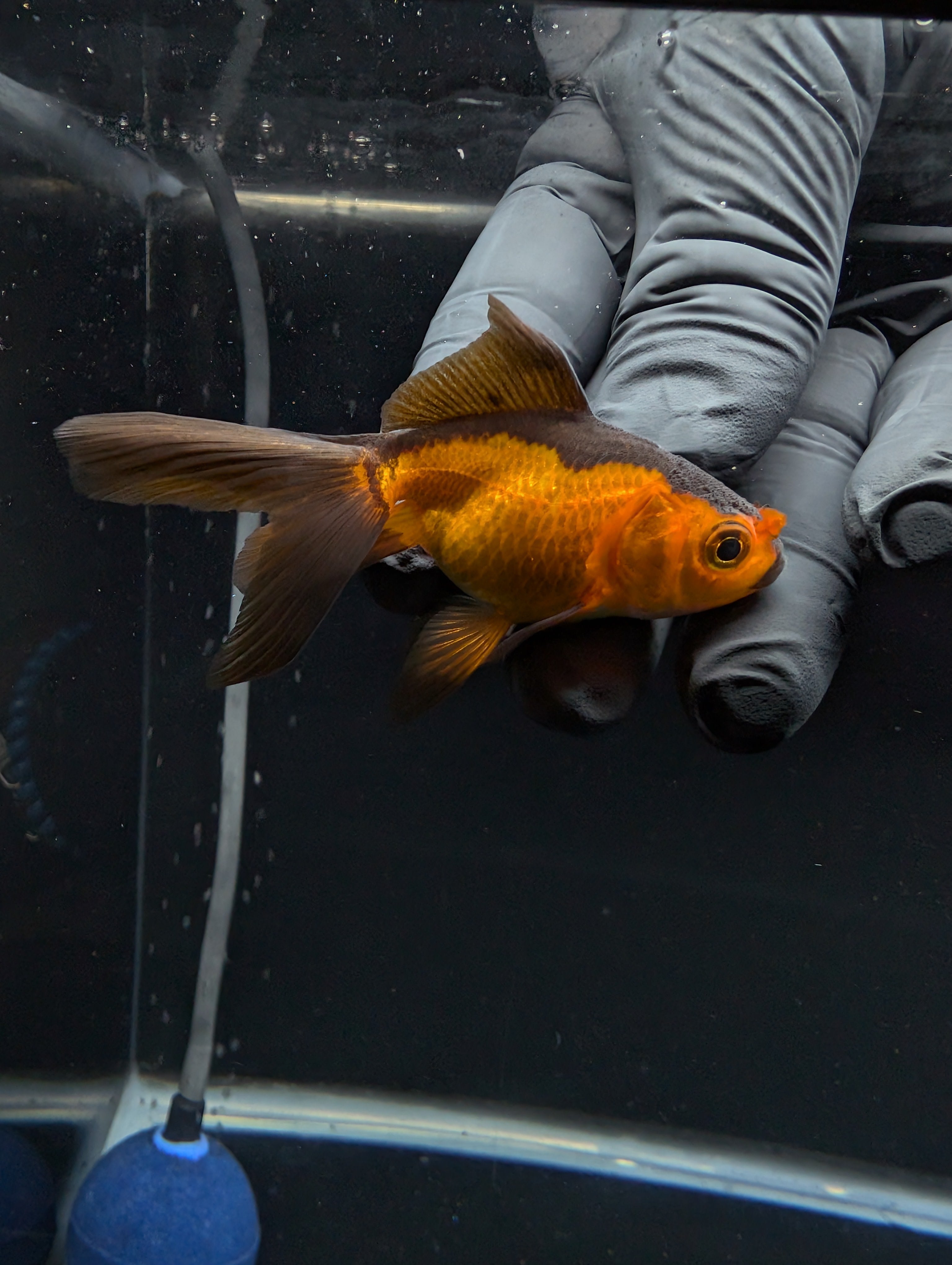 Juvenile Oranda Red Black 3"-3.5"in.  ID#529T1A-055
