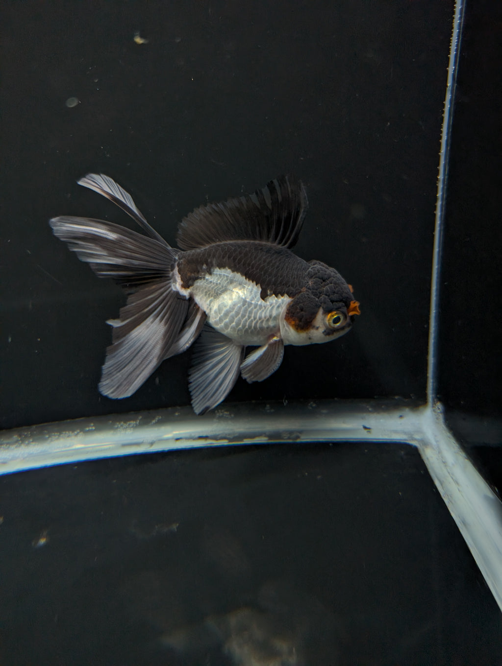 Thai Oranda Panda Tricolor 4"-4.5"in.  ID#1023T1A-026