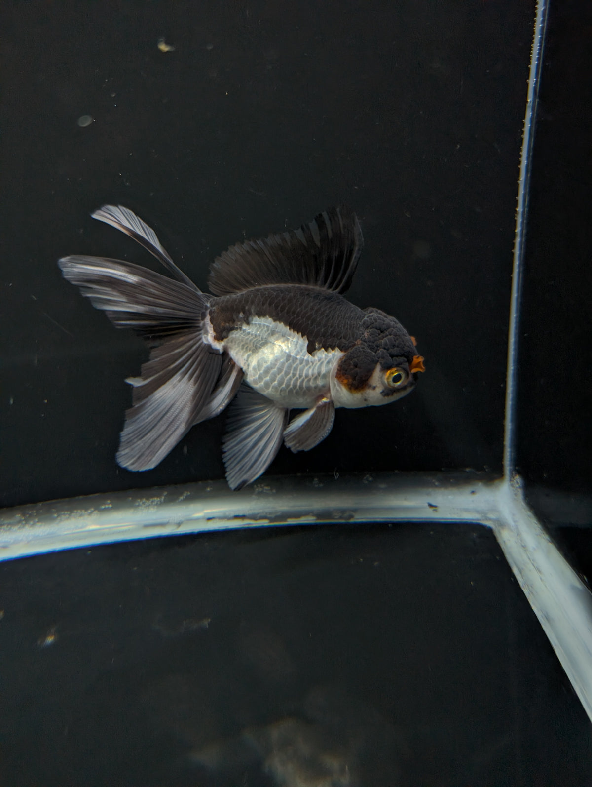 Thai Oranda Panda Tricolor 4"-4.5"in.  ID#1023T1A-026