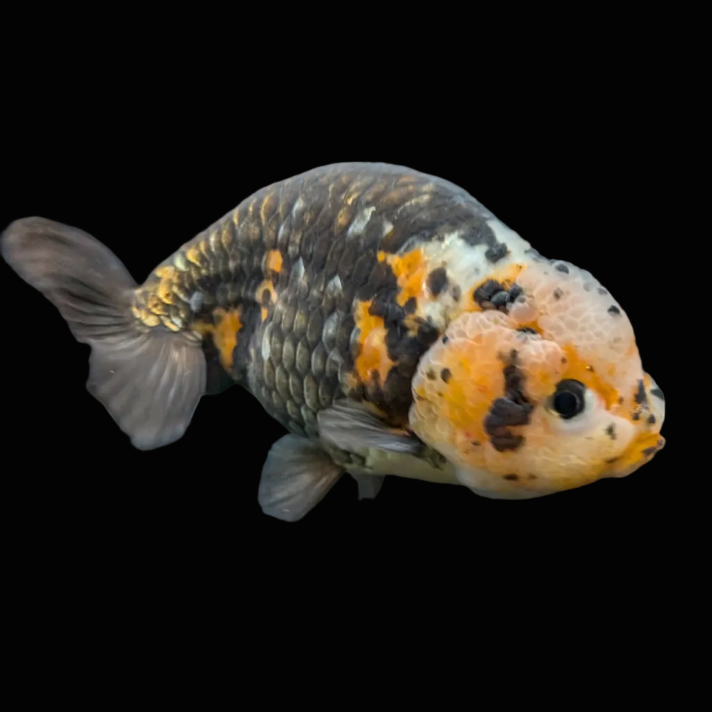 Jumbo Ranchu Calico 4.5"-5" in. ID#828R8A-055