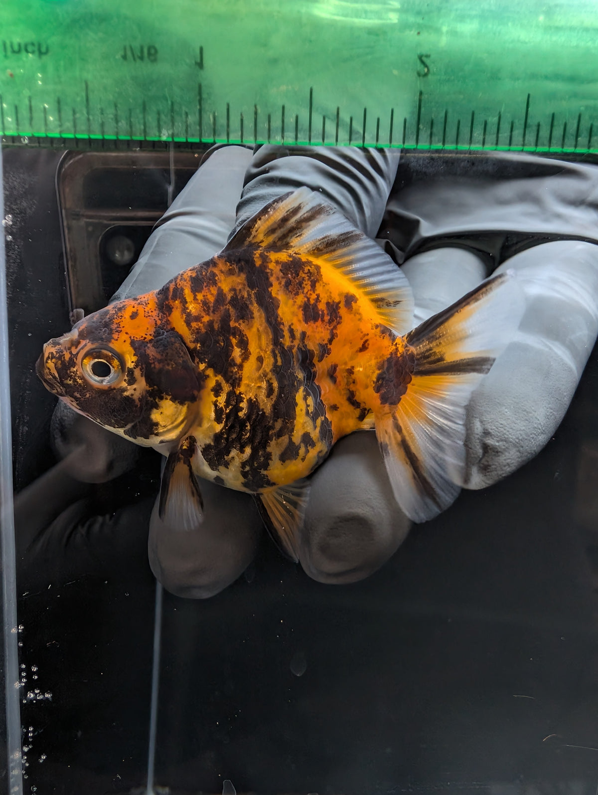 Baby Thai Shogun Oranda Tiger Calico 2"-2.5" in. ID#1023BSG11A-027
