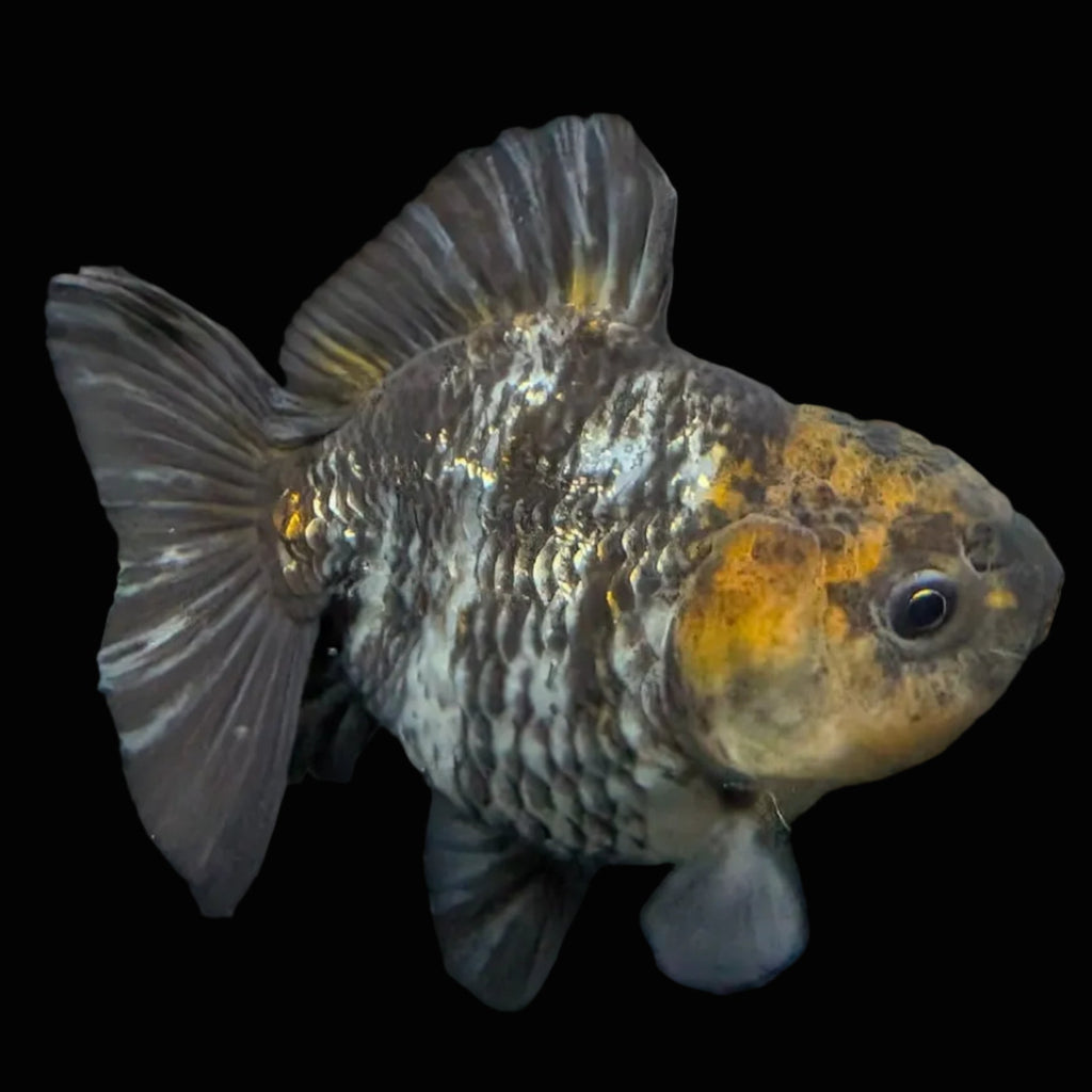 Thai Oranda Shogun Tiger Calico 4" in. ID#626SG7A-003