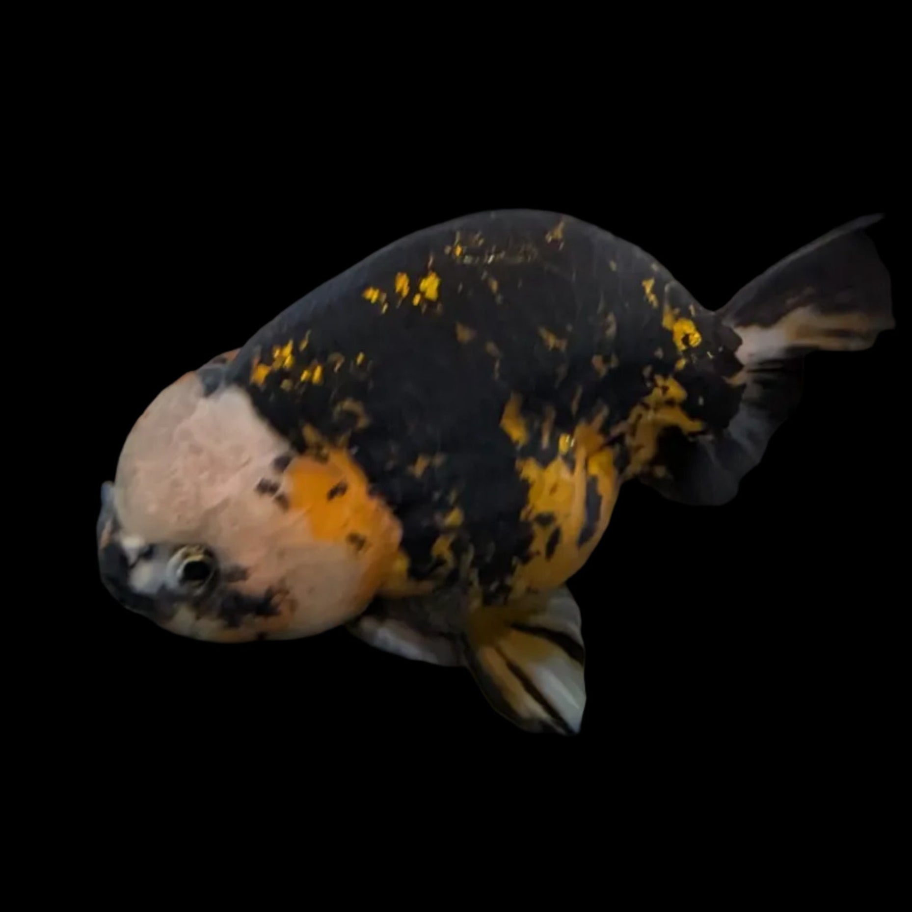 Jumbo Ranchu AA Grade *Special Color Calico 5" in. ID#116R4B-07