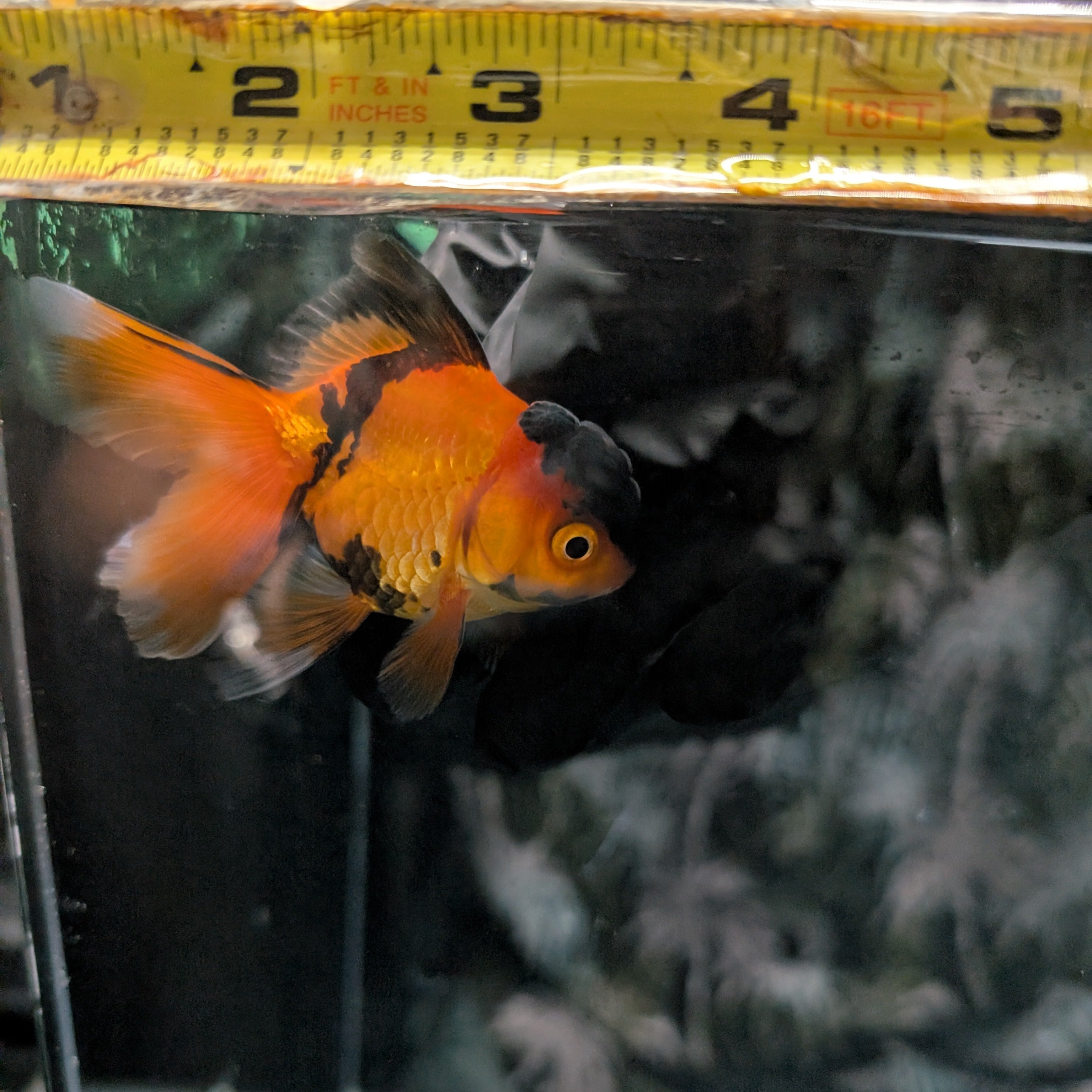 Juvenile Oranda Tricolor 3.5"-4" in.  ID#320T13b-016