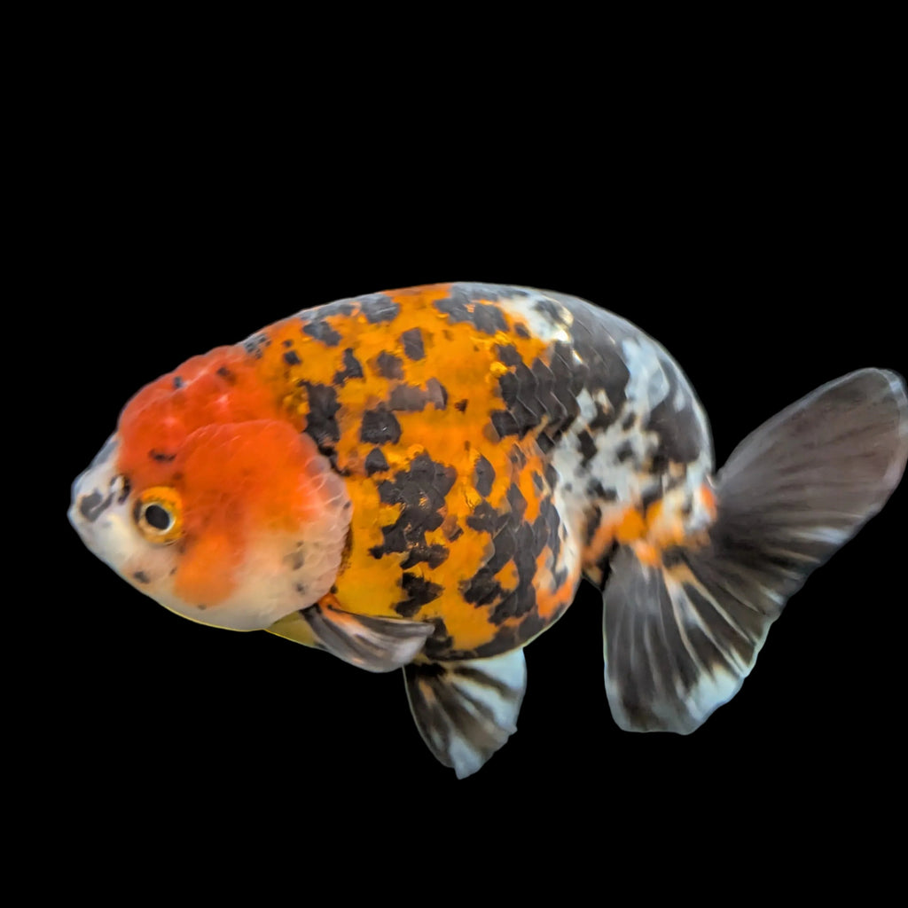 Jumbo Ranchu AA Grade *Special Color Tiger Calico 5" in. ID#116R4B-04