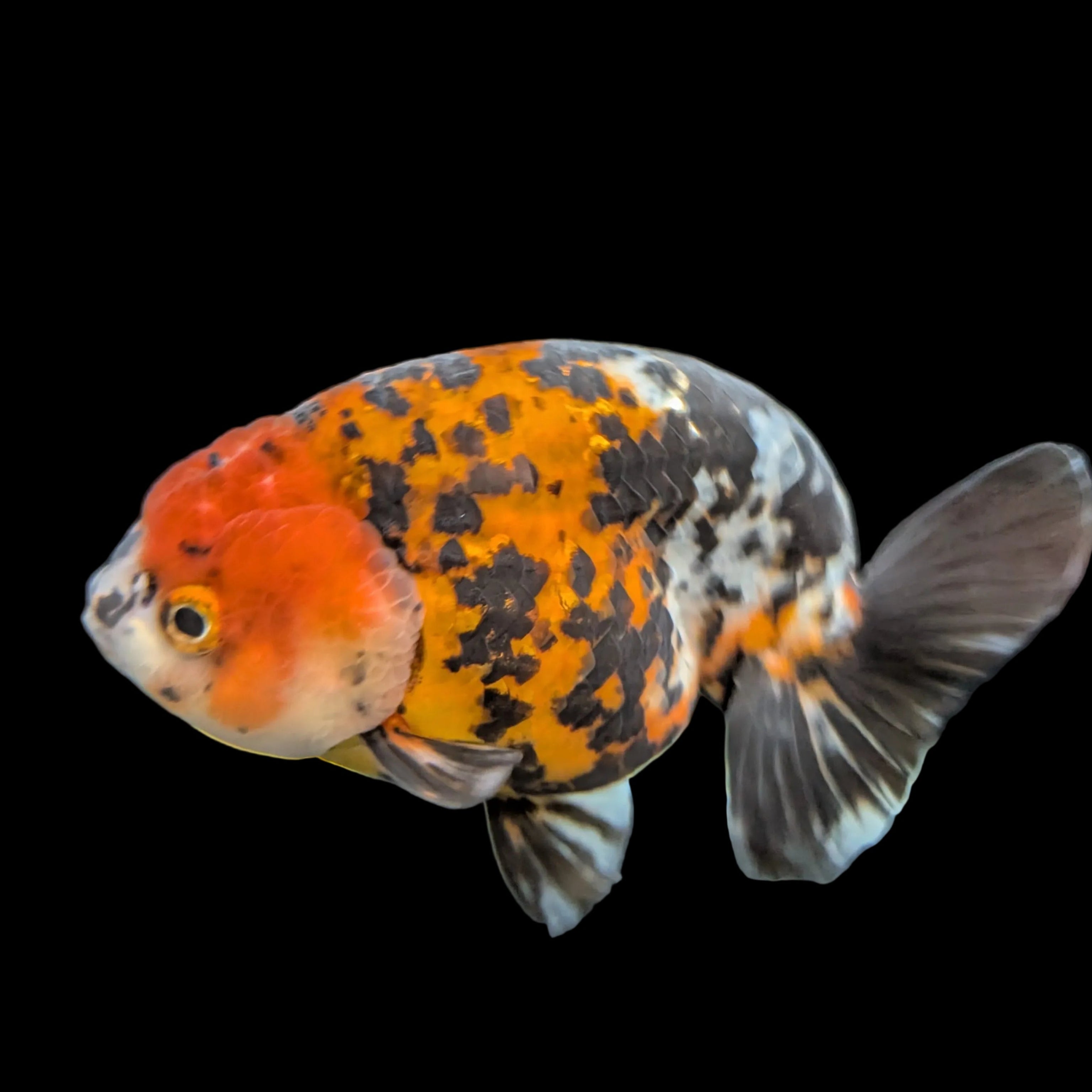 Jumbo Ranchu AA Grade *Special Color Tiger Calico 5" in. ID#116R4B-04