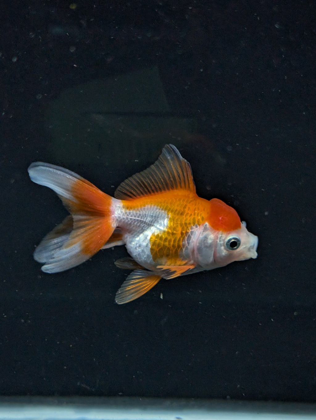 Juvenile Oranda Red White 3"-3.5"in.  ID#619T1A-002