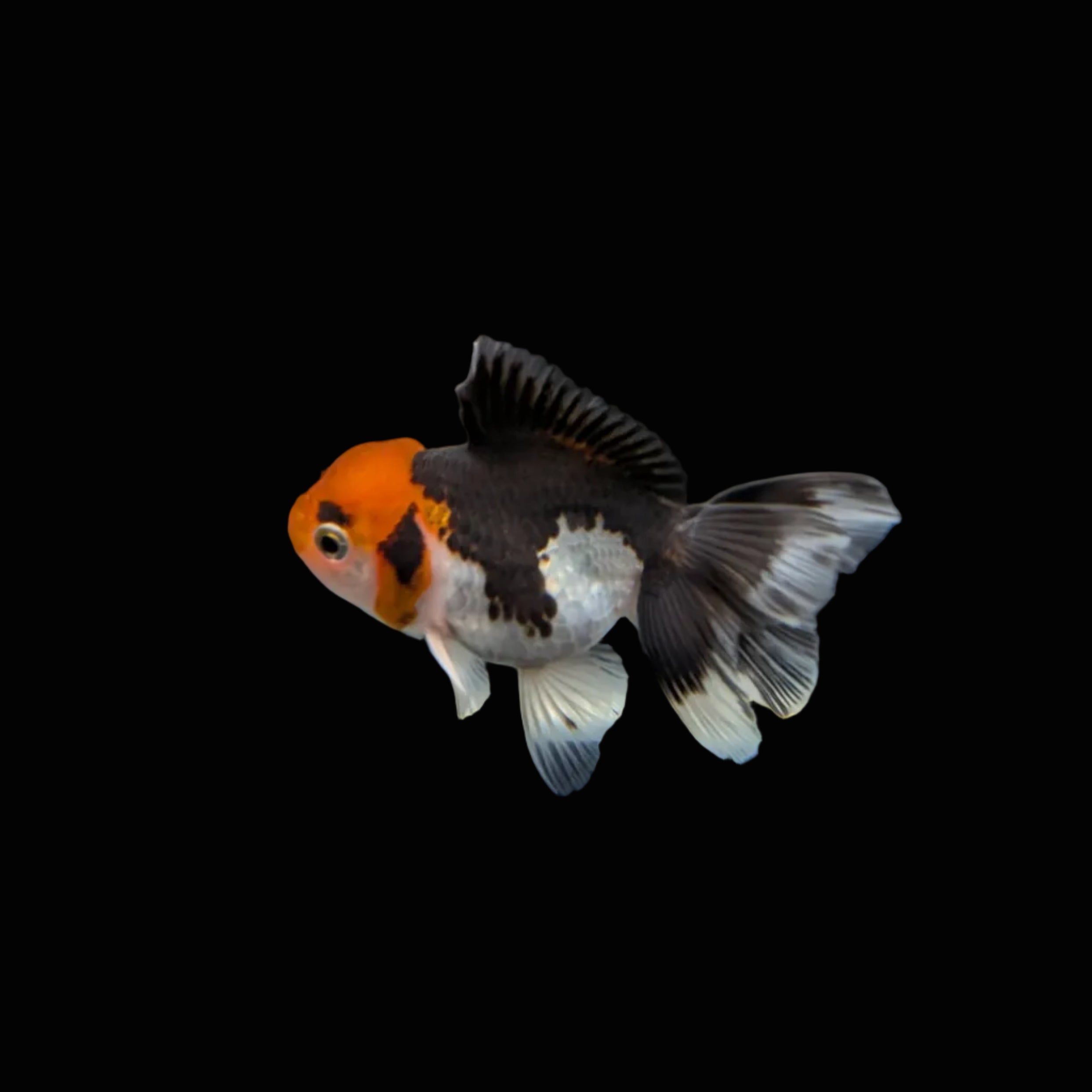 Juvenile Oranda Tricolor 3.5"-4" in.  ID#320T13b-002