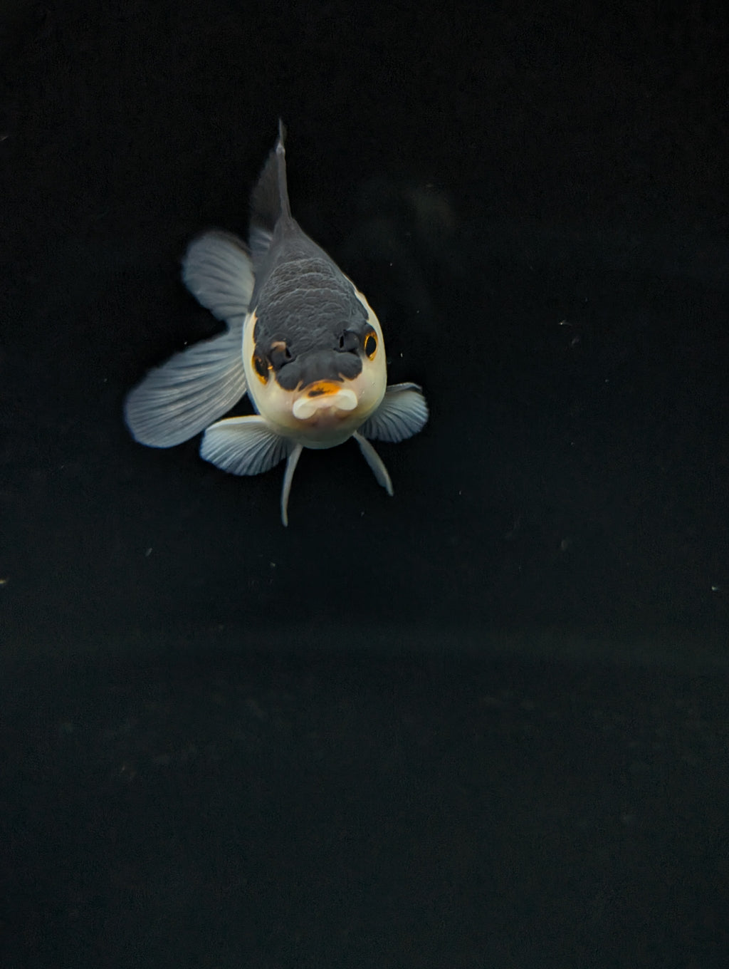 Thai Juvenile Oranda Panda 3"-3.5" in.  ID#717T1A-002