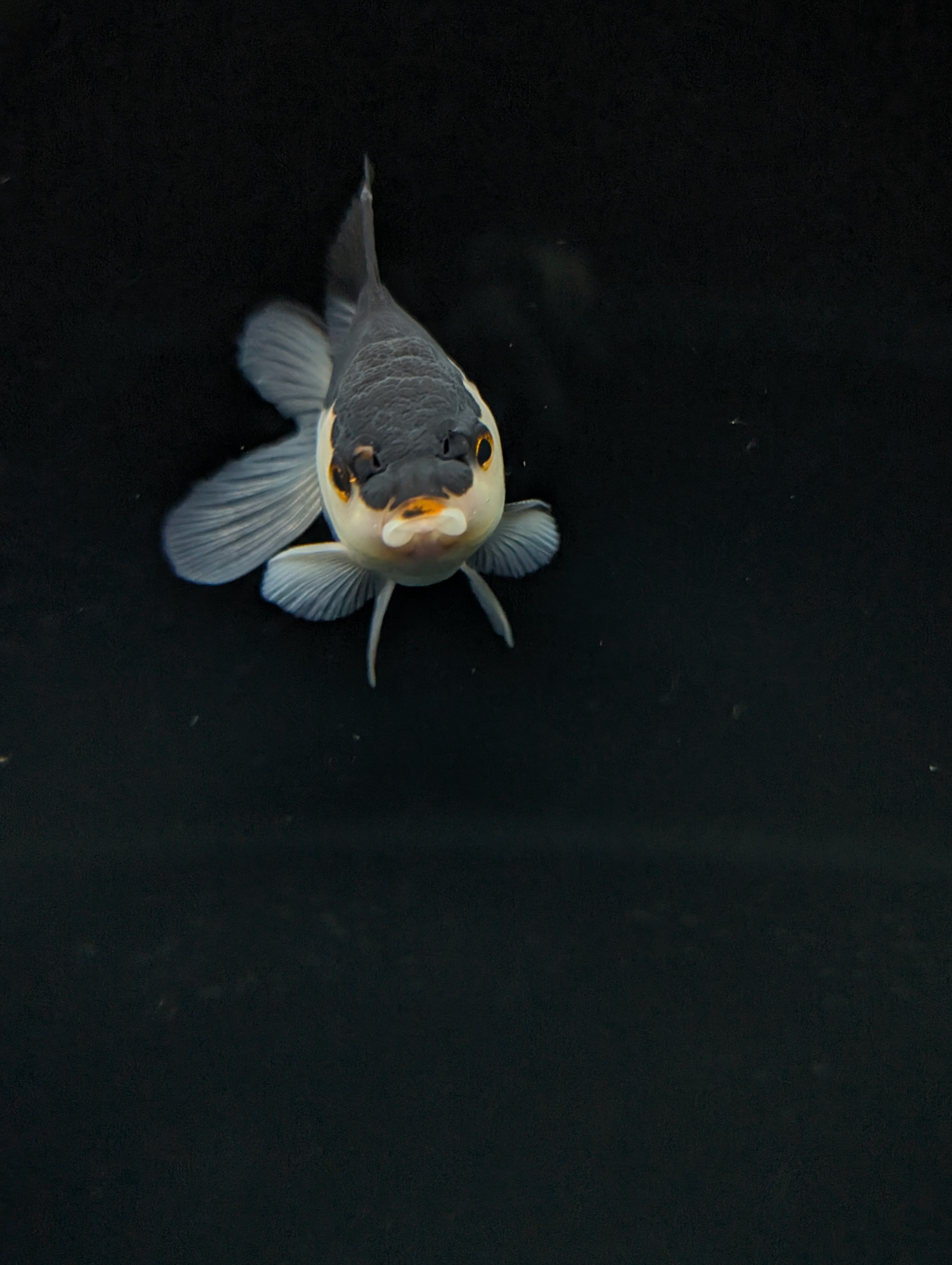Thai Juvenile Oranda Panda 3"-3.5" in.  ID#717T1A-002