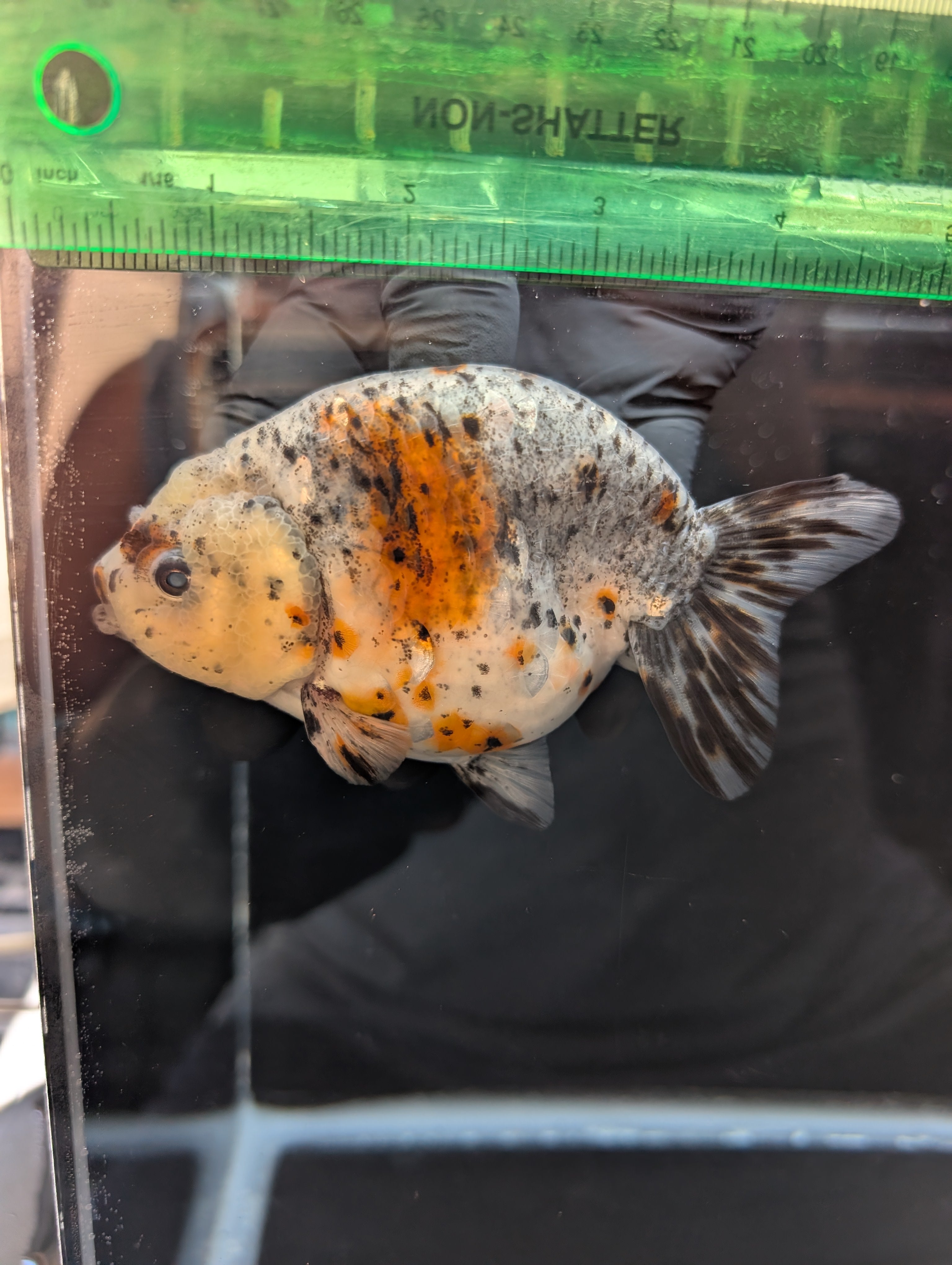 Jumbo Ranchu Kirin Calico 4.5"-5" in. ID#814R8A-025 Please See Notes.