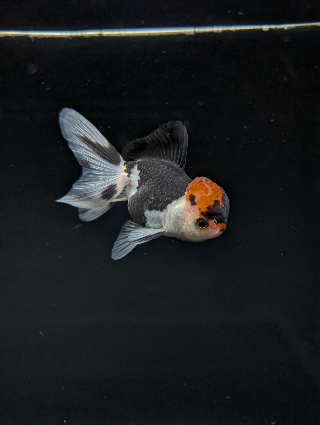 Juvenile Oranda Tricolor 3.5"-4" in.  ID#501T2A-002