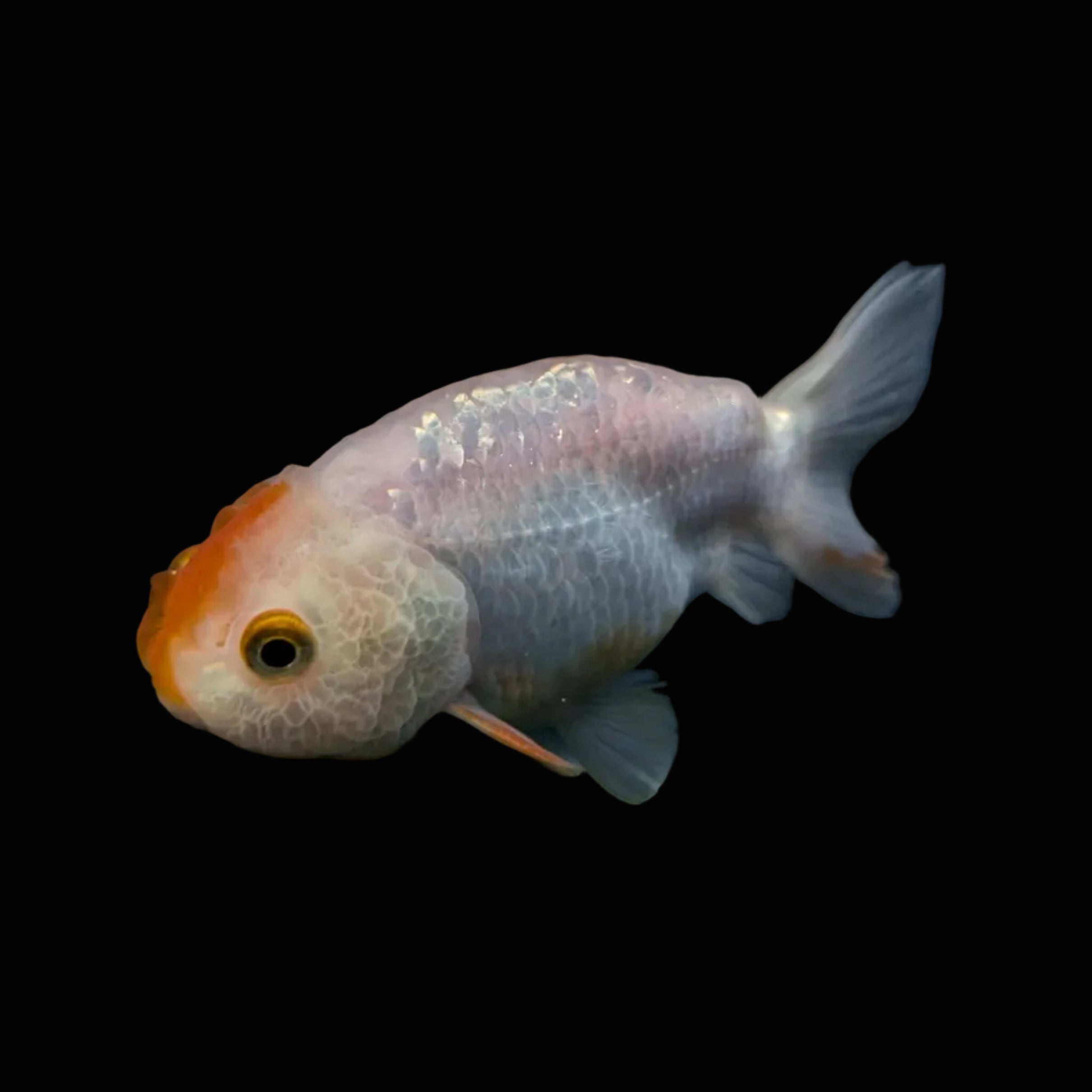 Ranchu Red White 3"-3.5" in. ID#501R13A-024