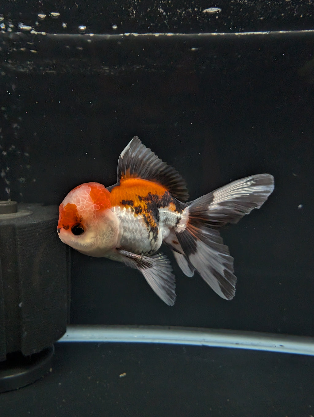 BOWSER *Boss 501 Juvenile Oranda Tricolor 3.5"-4" in.  ID#501T2A-009